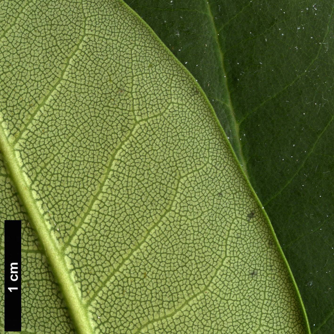High resolution image: Family: Ericaceae - Genus: Rhododendron - Taxon: oreodoxa High resolution image: Family: Ericaceae - Genus: Rhododendron - Taxon: oreodoxa