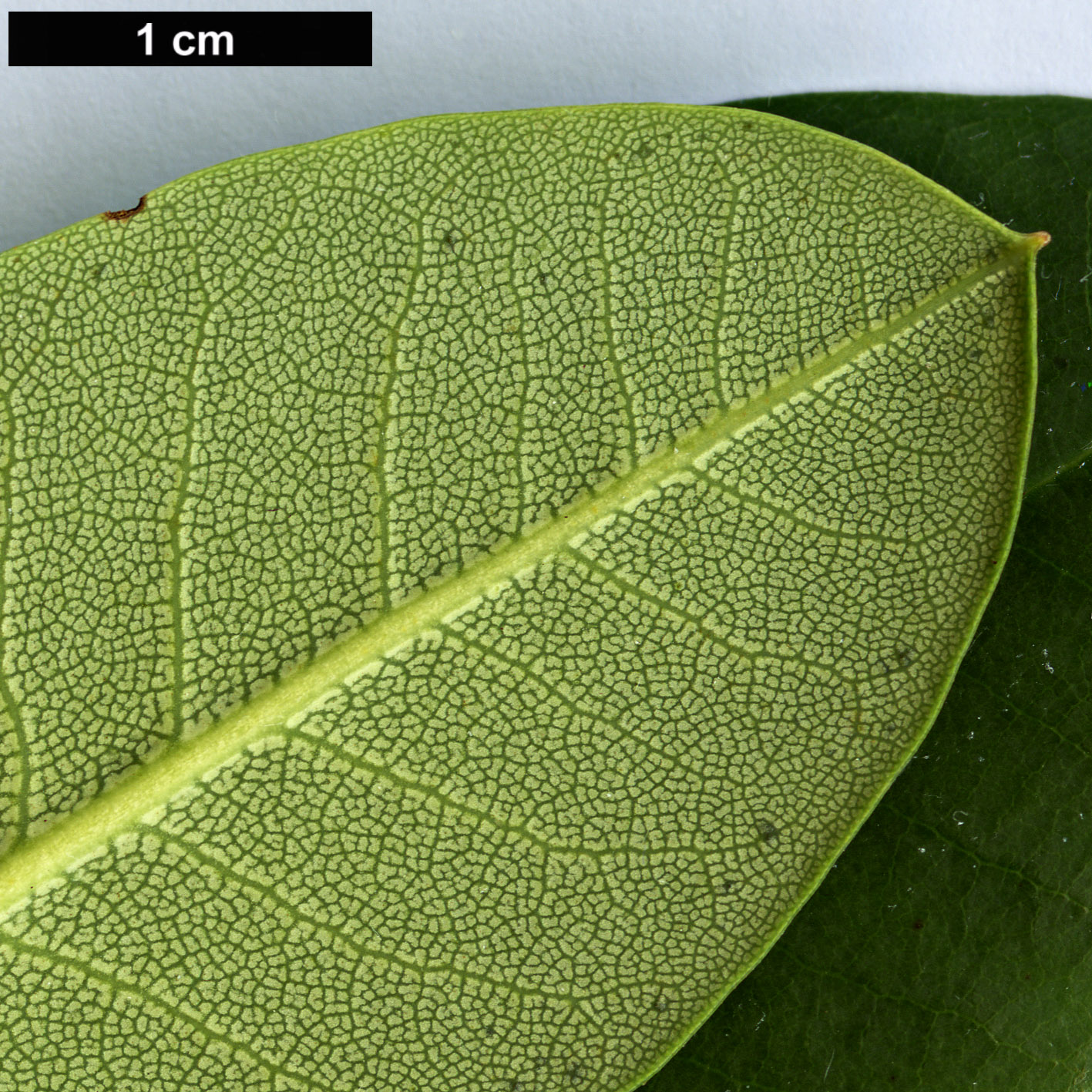High resolution image: Family: Ericaceae - Genus: Rhododendron - Taxon: oreodoxa High resolution image: Family: Ericaceae - Genus: Rhododendron - Taxon: oreodoxa