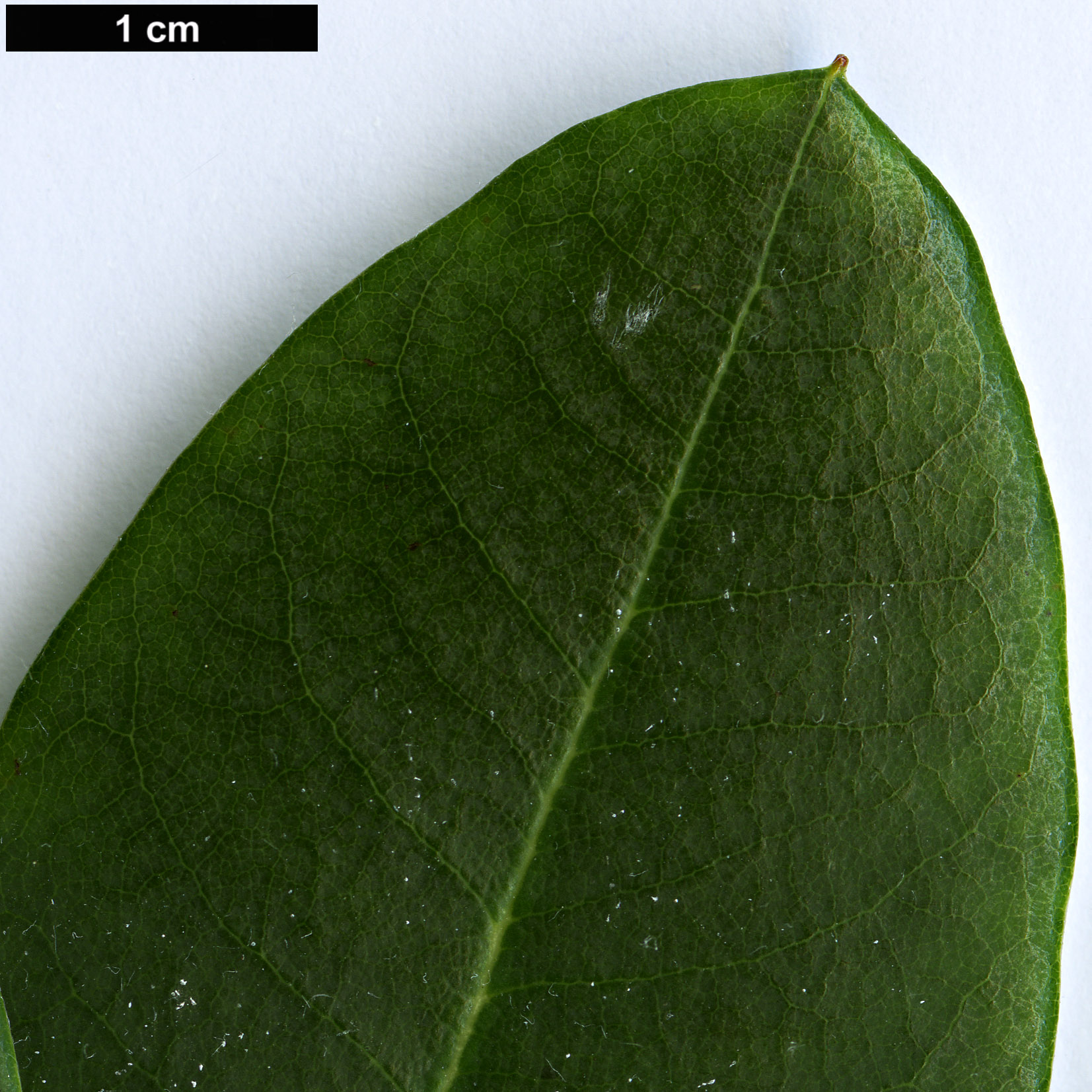 High resolution image: Family: Ericaceae - Genus: Rhododendron - Taxon: oreodoxa High resolution image: Family: Ericaceae - Genus: Rhododendron - Taxon: oreodoxa