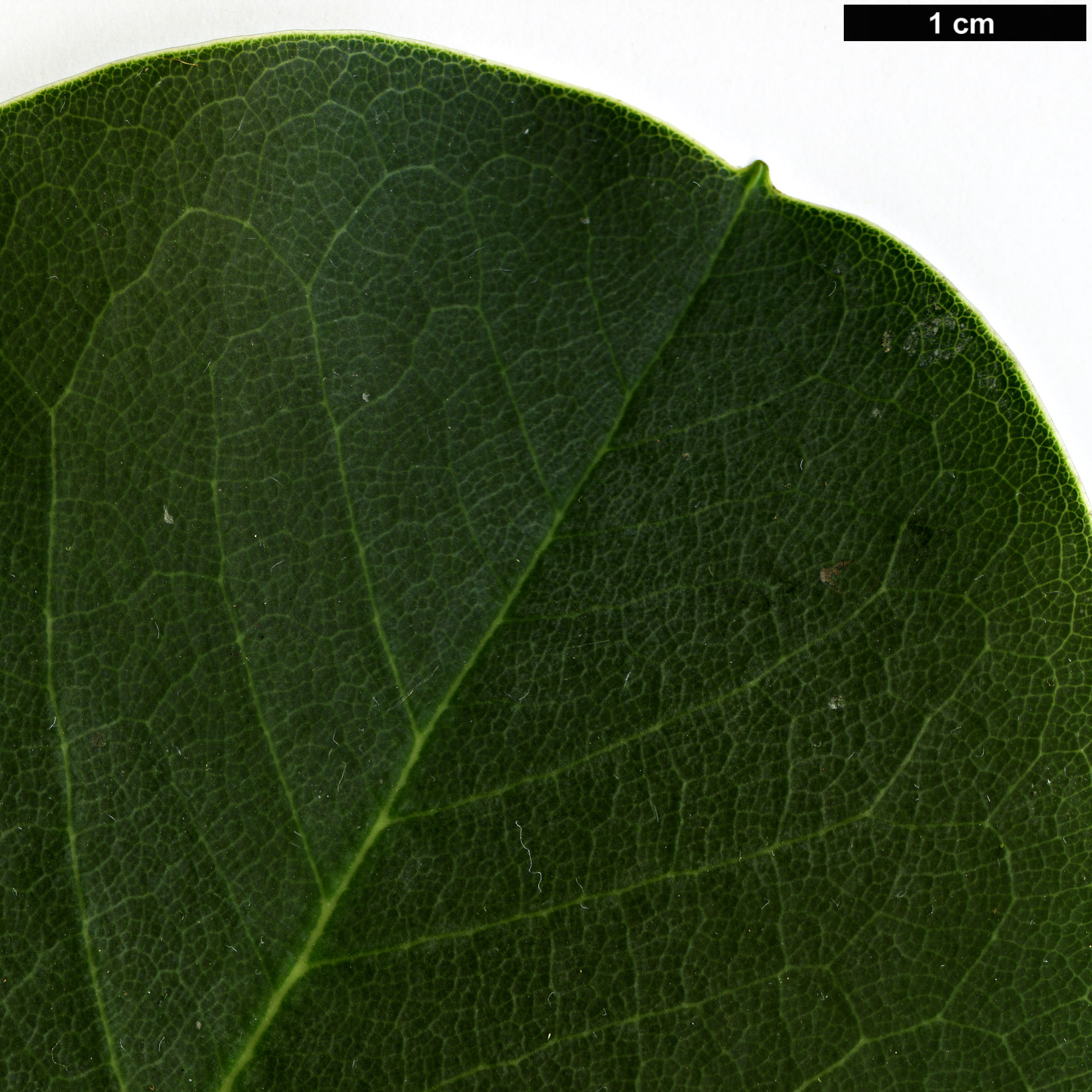 High resolution image: Family: Ericaceae - Genus: Rhododendron - Taxon: platypodum High resolution image: Family: Ericaceae - Genus: Rhododendron - Taxon: platypodum
