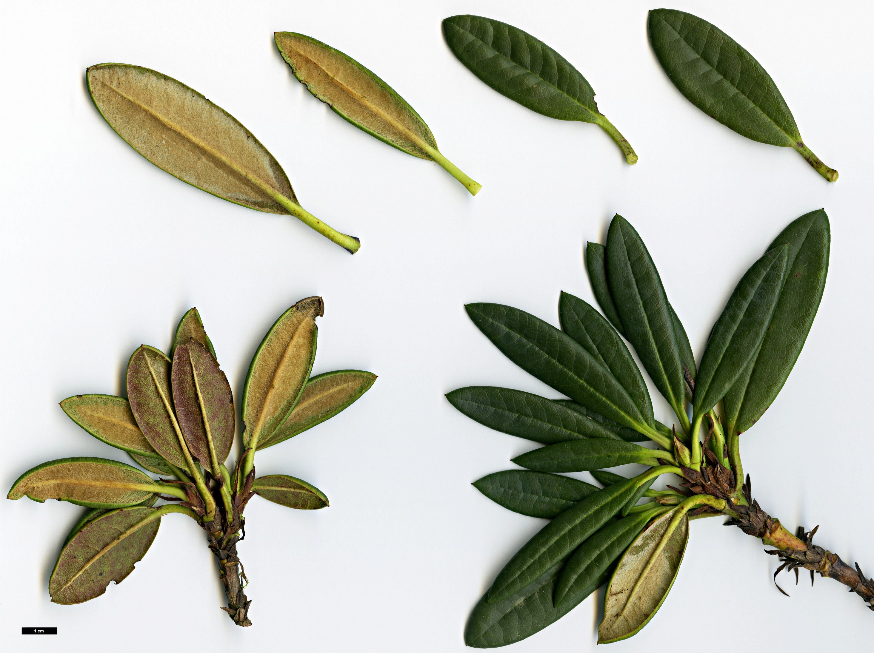 High resolution image: Family: Ericaceae - Genus: Rhododendron - Taxon: pronum High resolution image: Family: Ericaceae - Genus: Rhododendron - Taxon: pronum