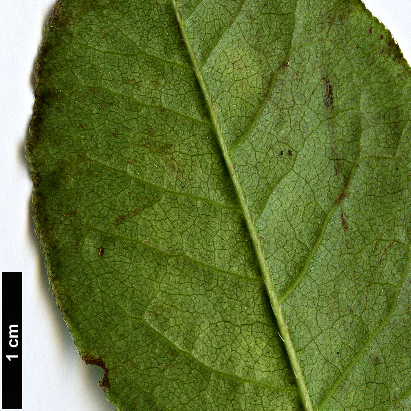 High resolution image: Family: Ericaceae - Genus: Rhododendron - Taxon: prunifolium High resolution image: Family: Ericaceae - Genus: Rhododendron - Taxon: prunifolium