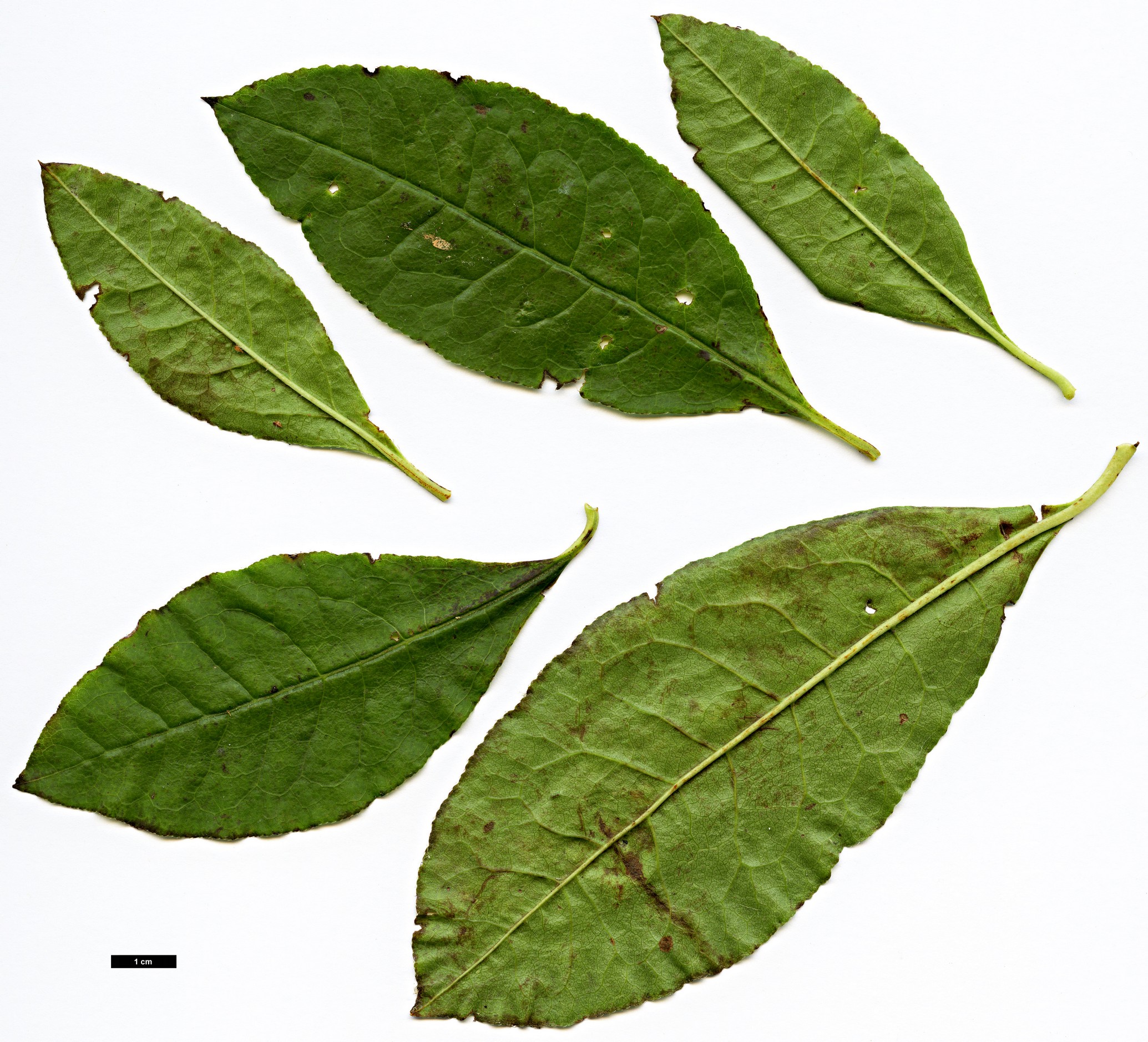 High resolution image: Family: Ericaceae - Genus: Rhododendron - Taxon: prunifolium High resolution image: Family: Ericaceae - Genus: Rhododendron - Taxon: prunifolium