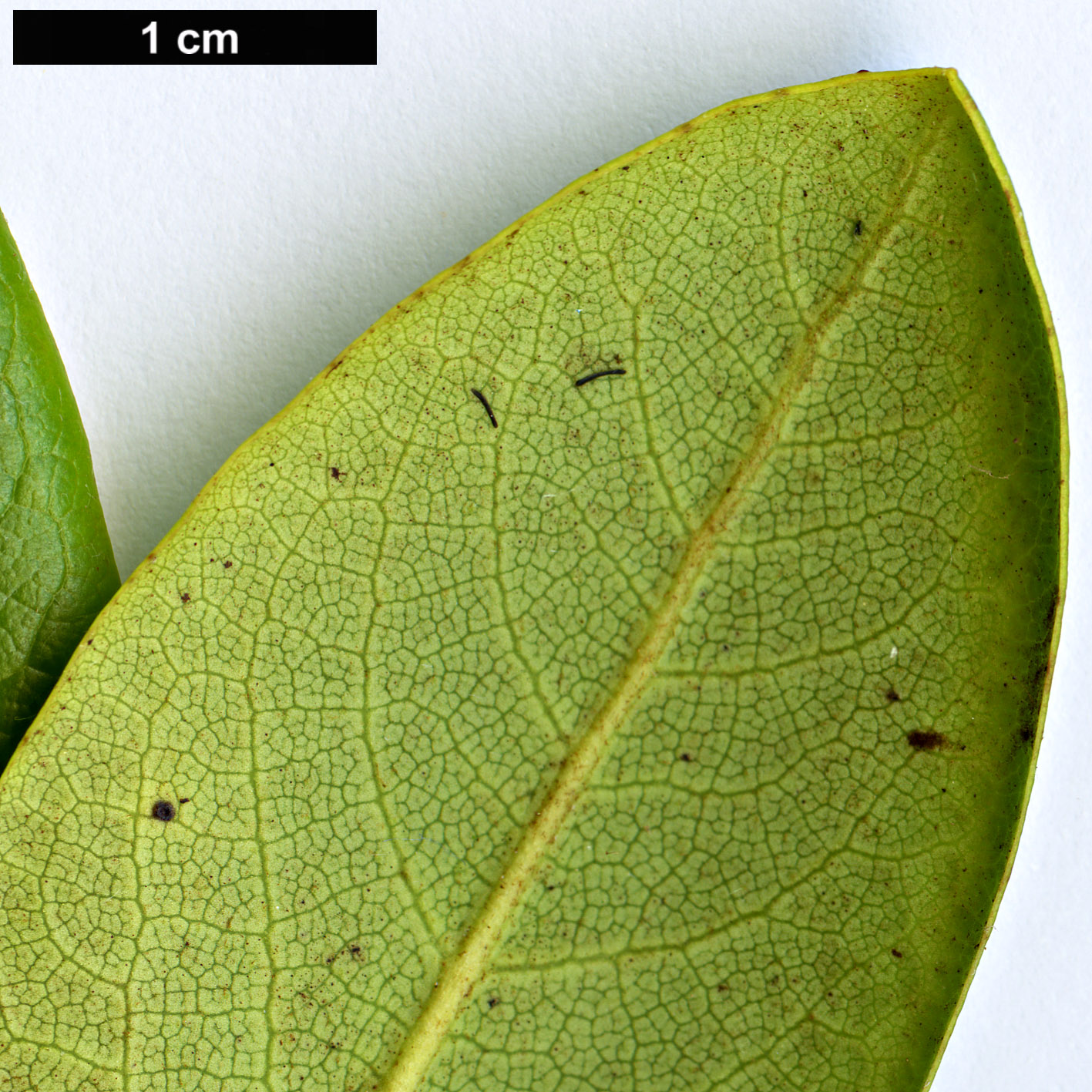 High resolution image: Family: Ericaceae - Genus: Rhododendron - Taxon: przewalski High resolution image: Family: Ericaceae - Genus: Rhododendron - Taxon: przewalski