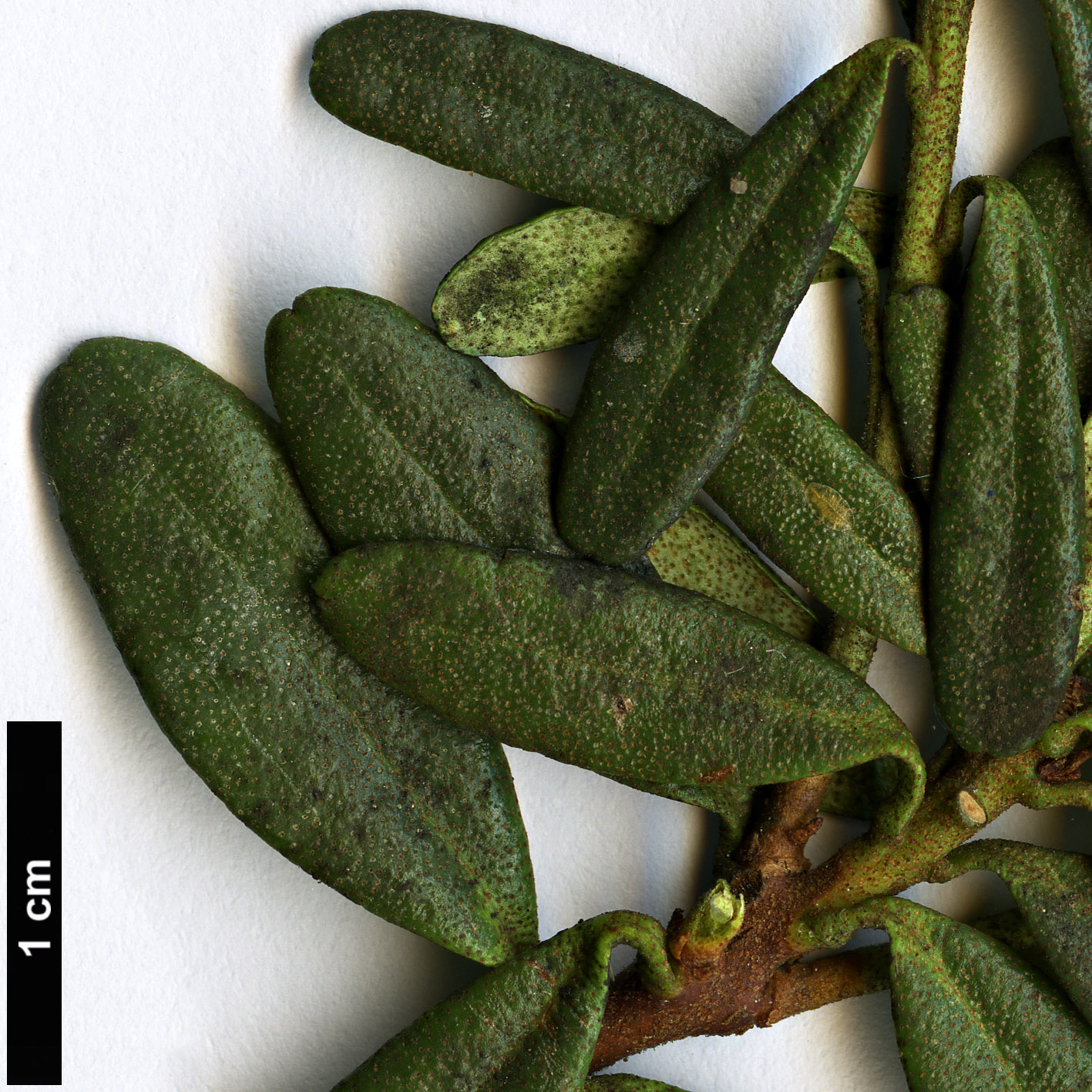 High resolution image: Family: Ericaceae - Genus: Rhododendron - Taxon: quadrasianum High resolution image: Family: Ericaceae - Genus: Rhododendron - Taxon: quadrasianum