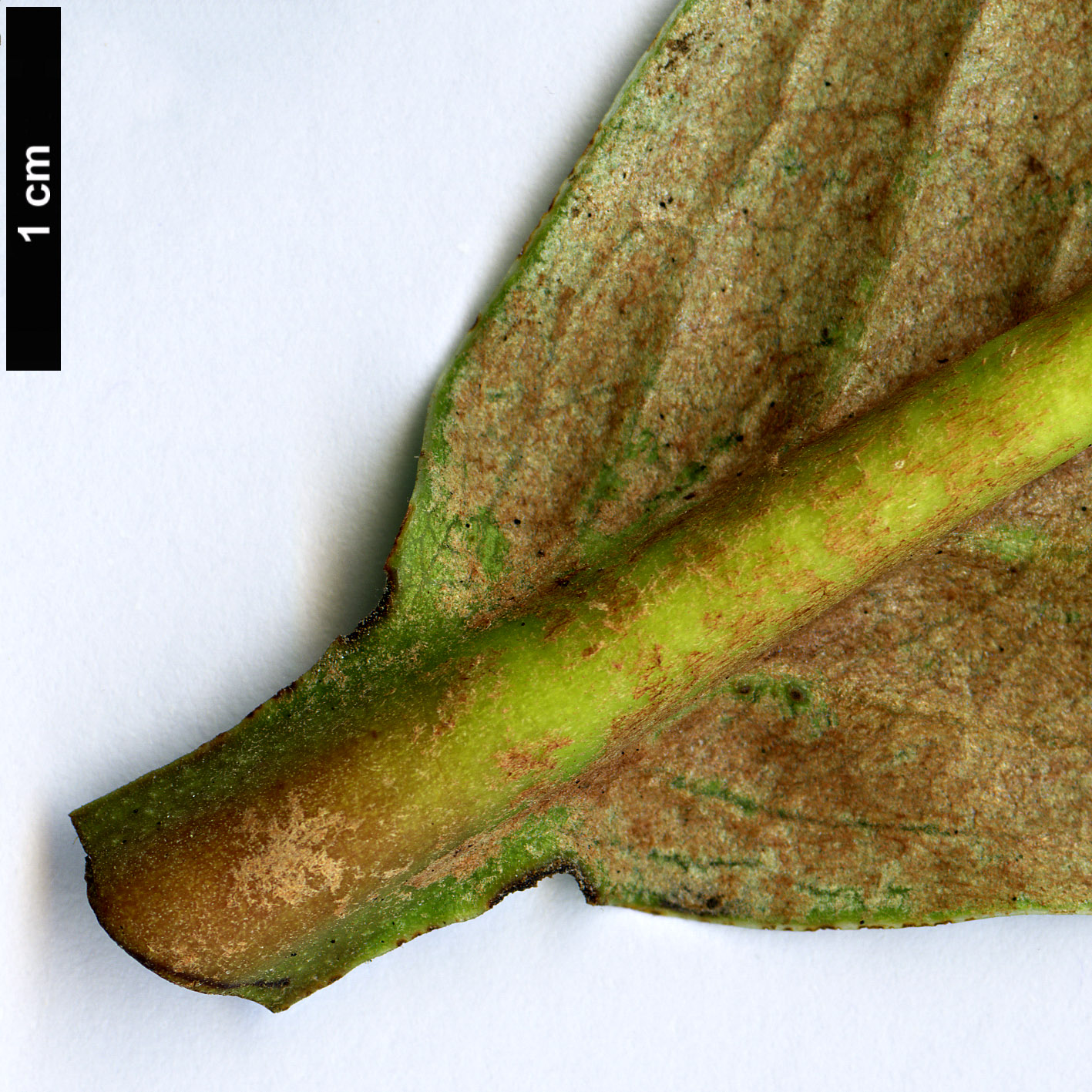 High resolution image: Family: Ericaceae - Genus: Rhododendron - Taxon: rothschildii