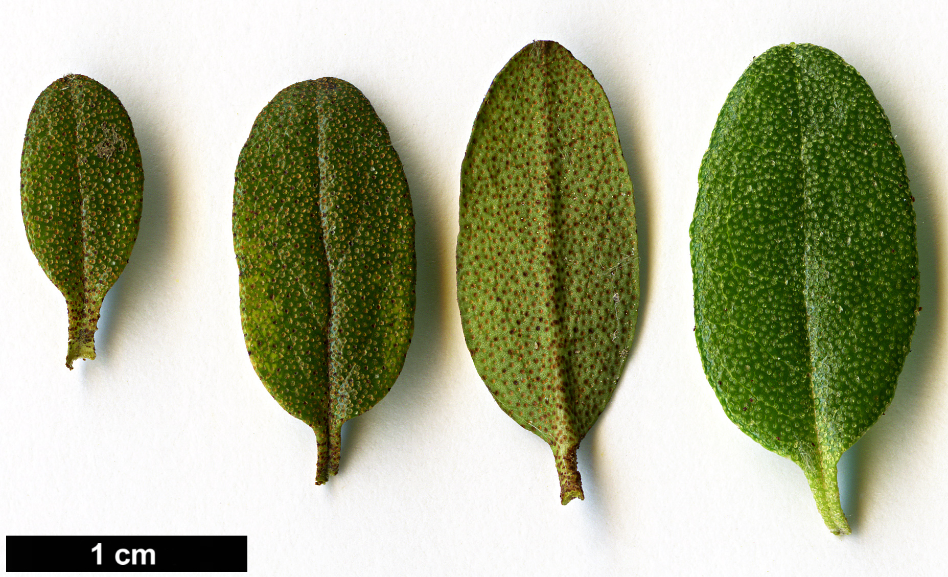 High resolution image: Family: Ericaceae - Genus: Rhododendron - Taxon: rupicola