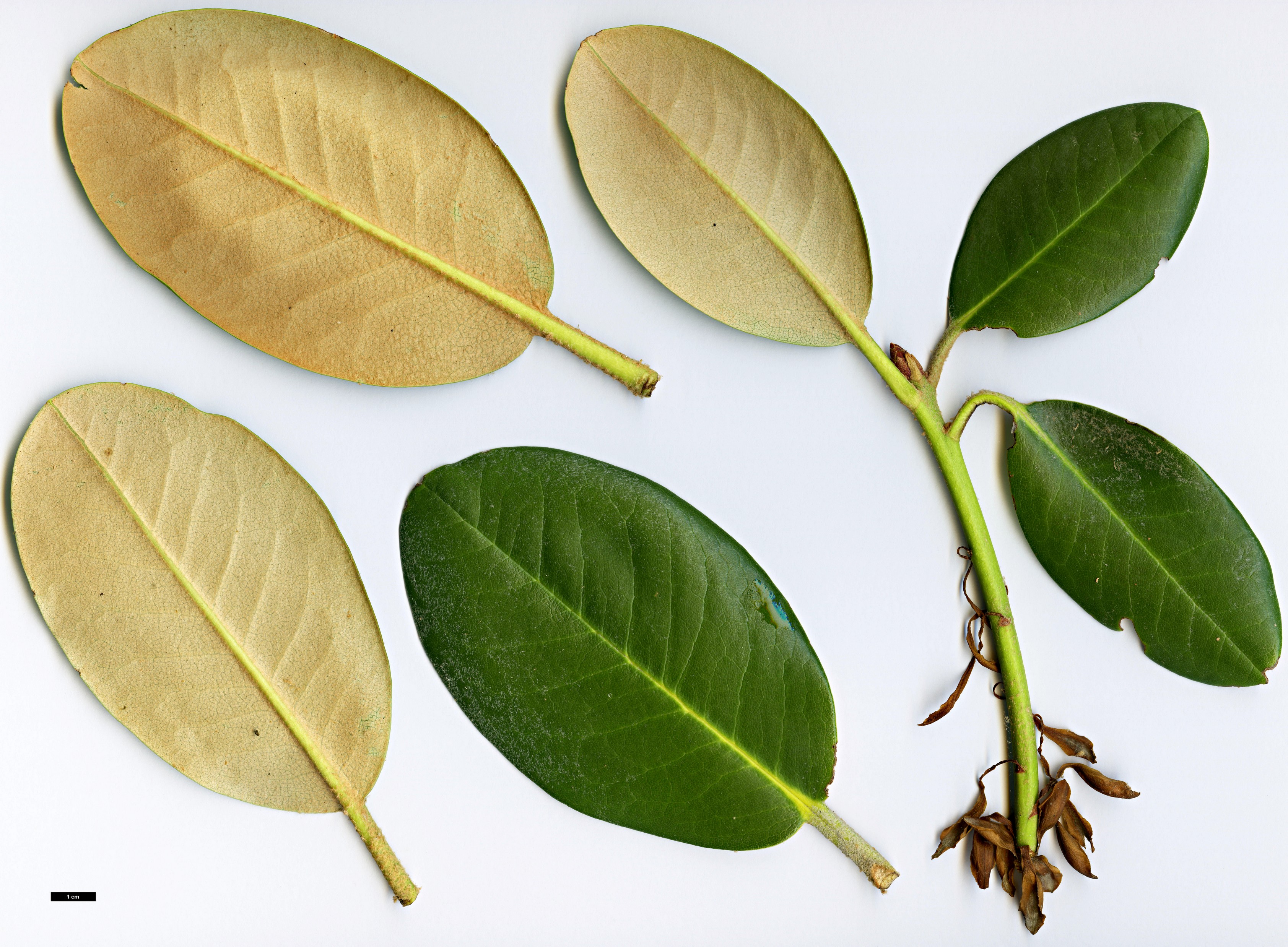 High resolution image: Family: Ericaceae - Genus: Rhododendron - Taxon: shanii