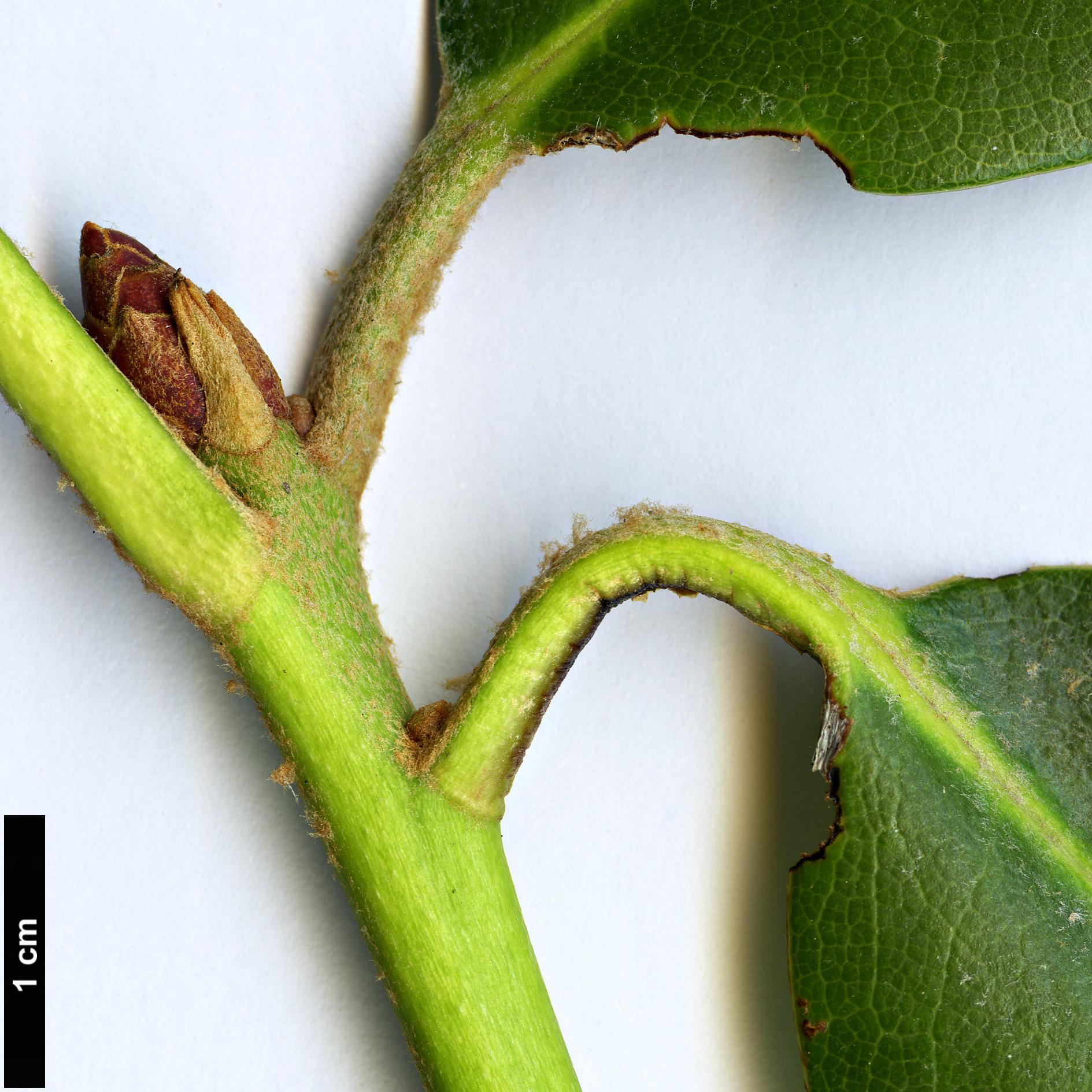 High resolution image: Family: Ericaceae - Genus: Rhododendron - Taxon: shanii High resolution image: Family: Ericaceae - Genus: Rhododendron - Taxon: shanii