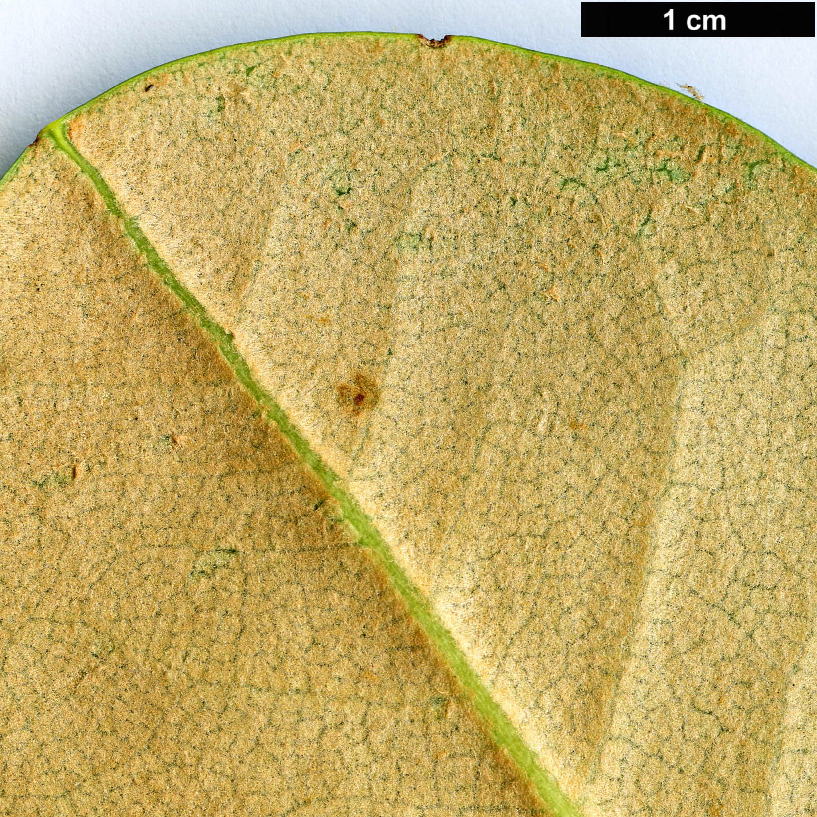 High resolution image: Family: Ericaceae - Genus: Rhododendron - Taxon: shanii High resolution image: Family: Ericaceae - Genus: Rhododendron - Taxon: shanii