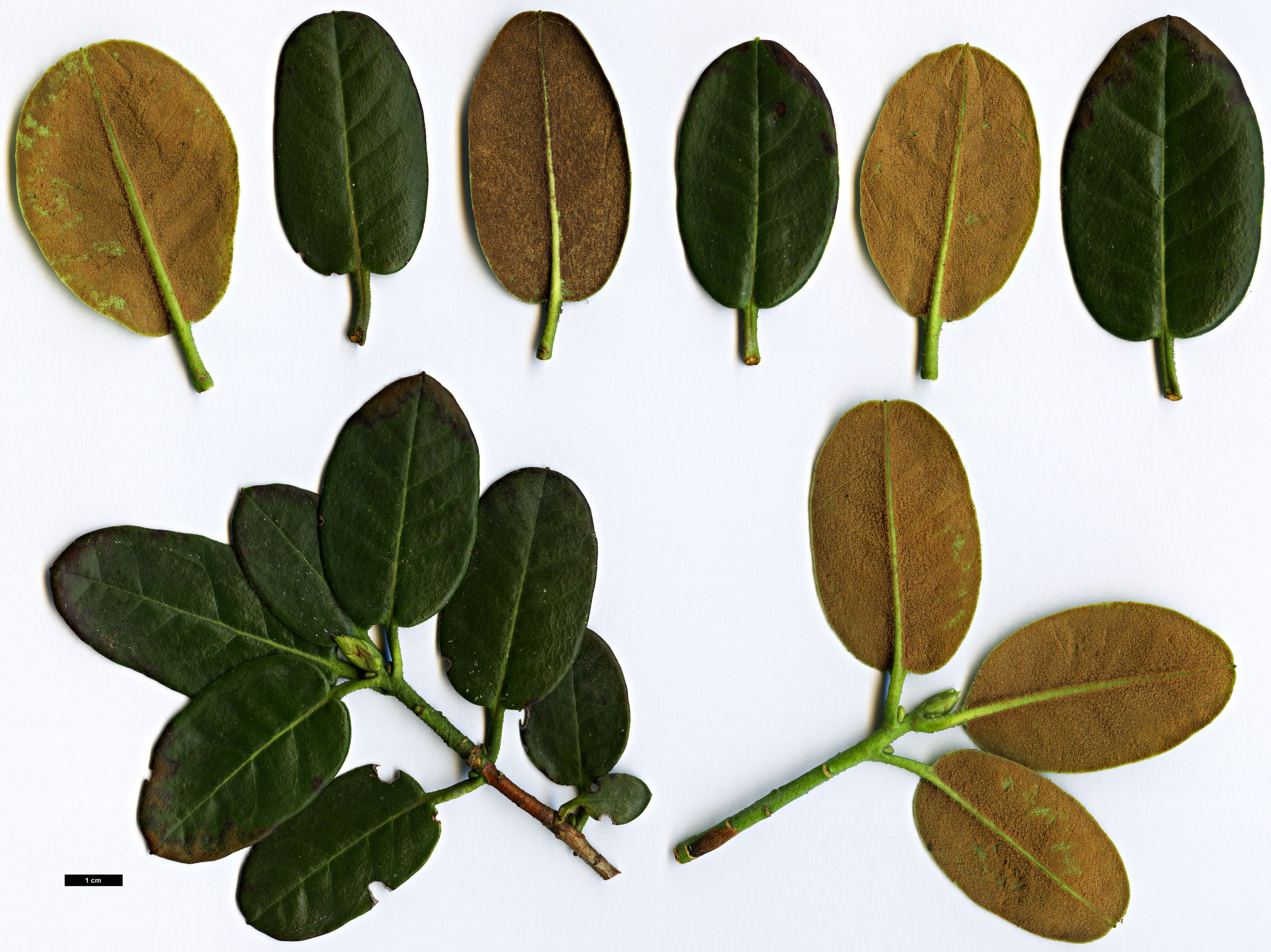High resolution image: Family: Ericaceae - Genus: Rhododendron - Taxon: sherriffii