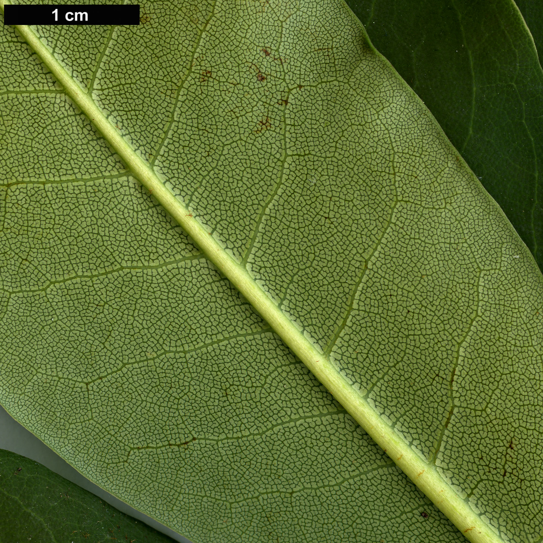 High resolution image: Family: Ericaceae - Genus: Rhododendron - Taxon: sikangense High resolution image: Family: Ericaceae - Genus: Rhododendron - Taxon: sikangense