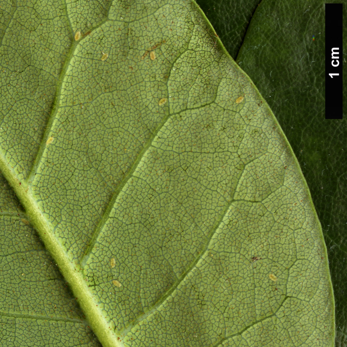 High resolution image: Family: Ericaceae - Genus: Rhododendron - Taxon: sikkimense High resolution image: Family: Ericaceae - Genus: Rhododendron - Taxon: sikkimense