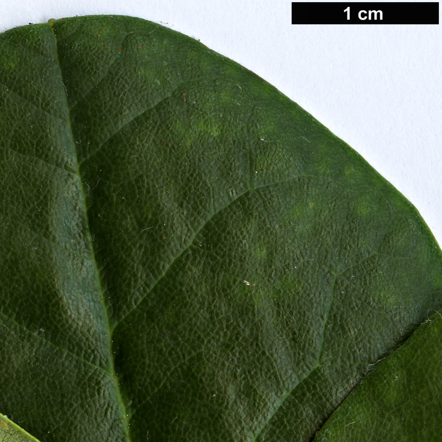 High resolution image: Family: Ericaceae - Genus: Rhododendron - Taxon: sikkimense High resolution image: Family: Ericaceae - Genus: Rhododendron - Taxon: sikkimense