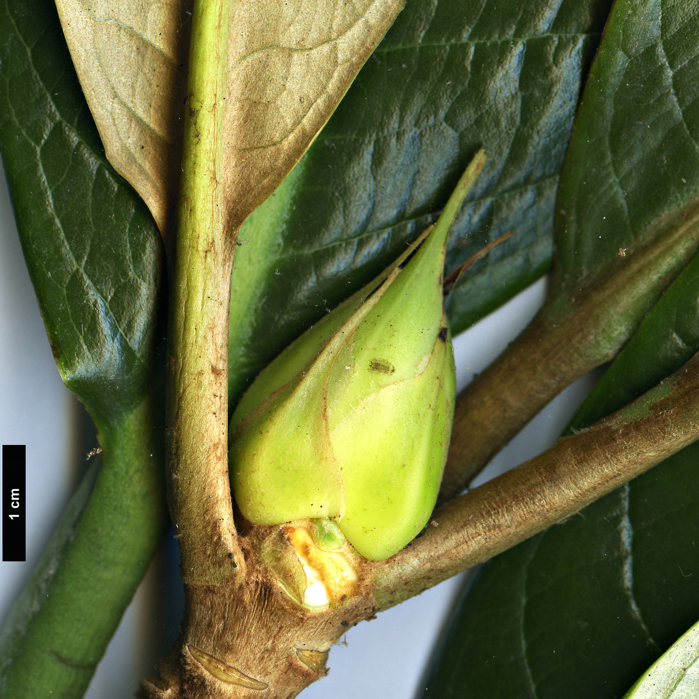 High resolution image: Family: Ericaceae - Genus: Rhododendron - Taxon: sinogrande High resolution image: Family: Ericaceae - Genus: Rhododendron - Taxon: sinogrande