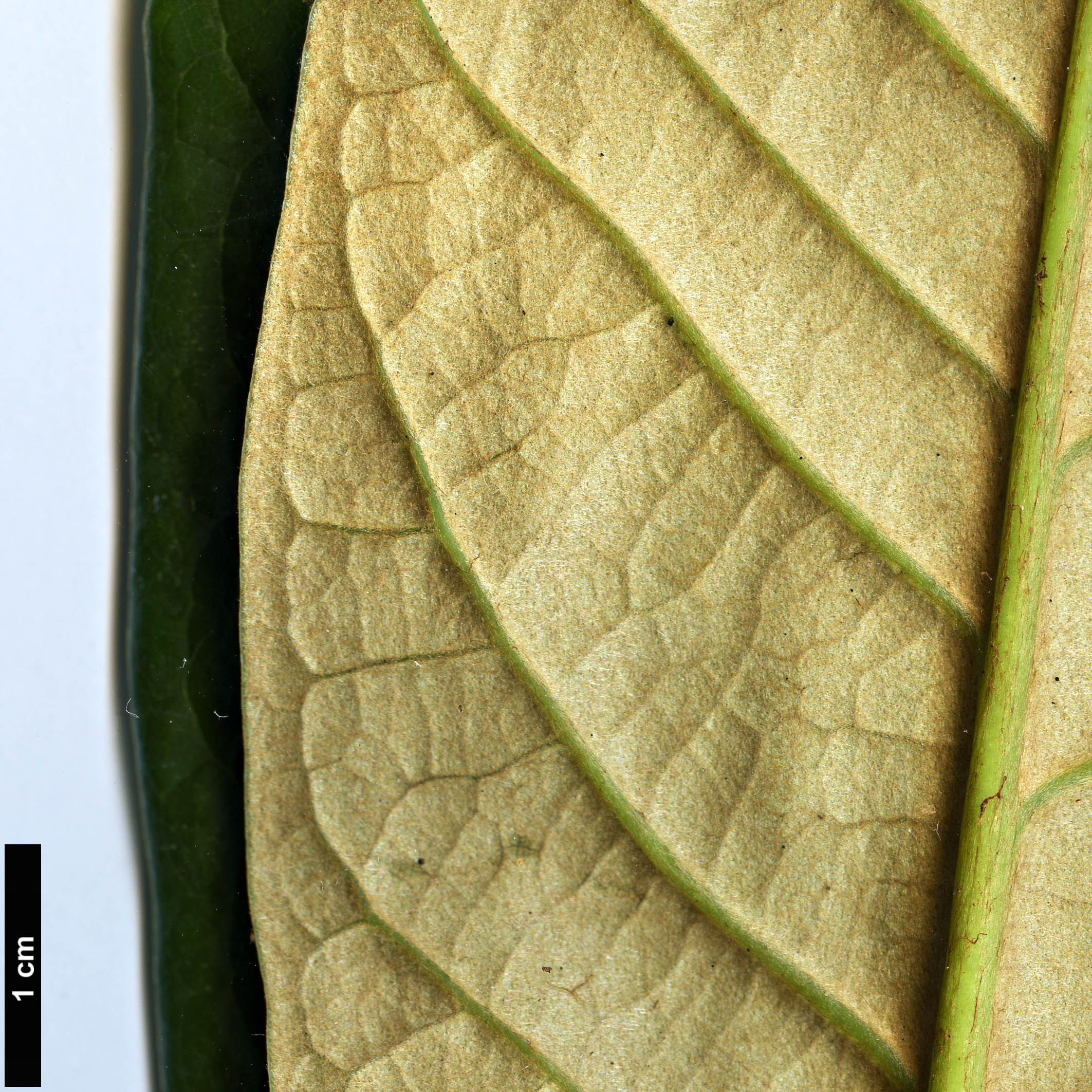 High resolution image: Family: Ericaceae - Genus: Rhododendron - Taxon: sinogrande High resolution image: Family: Ericaceae - Genus: Rhododendron - Taxon: sinogrande