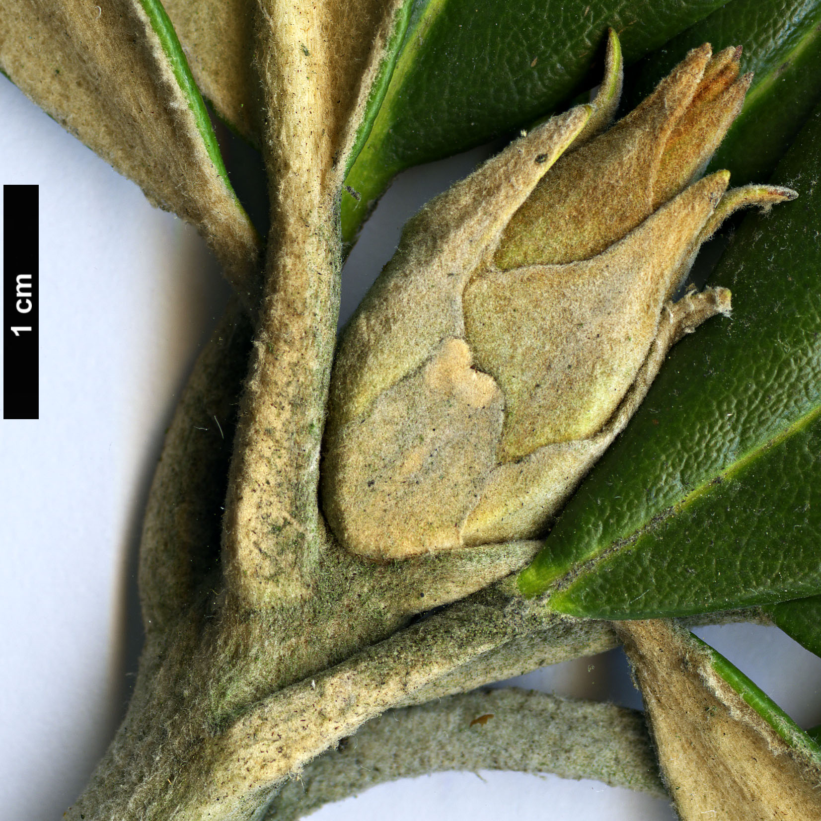 High resolution image: Family: Ericaceae - Genus: Rhododendron - Taxon: smirnowii High resolution image: Family: Ericaceae - Genus: Rhododendron - Taxon: smirnowii