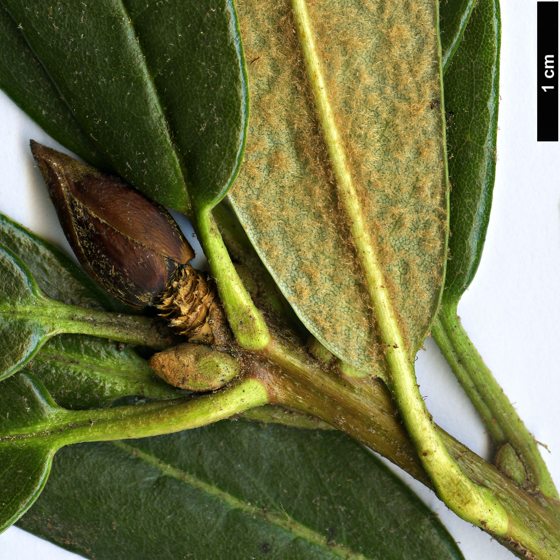 High resolution image: Family: Ericaceae - Genus: Rhododendron - Taxon: sperabile High resolution image: Family: Ericaceae - Genus: Rhododendron - Taxon: sperabile