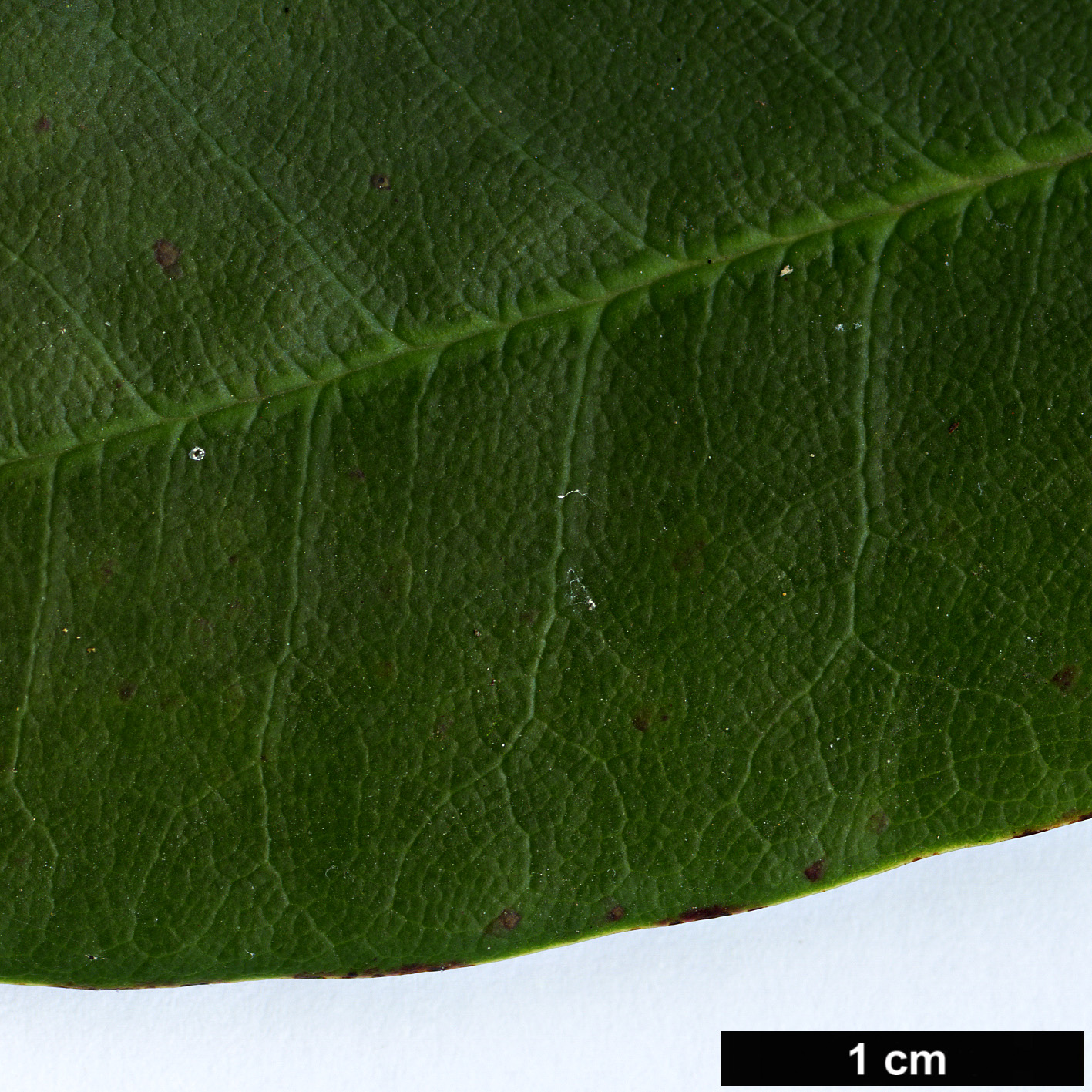 High resolution image: Family: Ericaceae - Genus: Rhododendron - Taxon: succothii High resolution image: Family: Ericaceae - Genus: Rhododendron - Taxon: succothii