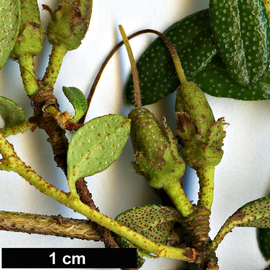 High resolution image: Family: Ericaceae - Genus: Rhododendron - Taxon: tapetiforme High resolution image: Family: Ericaceae - Genus: Rhododendron - Taxon: tapetiforme
