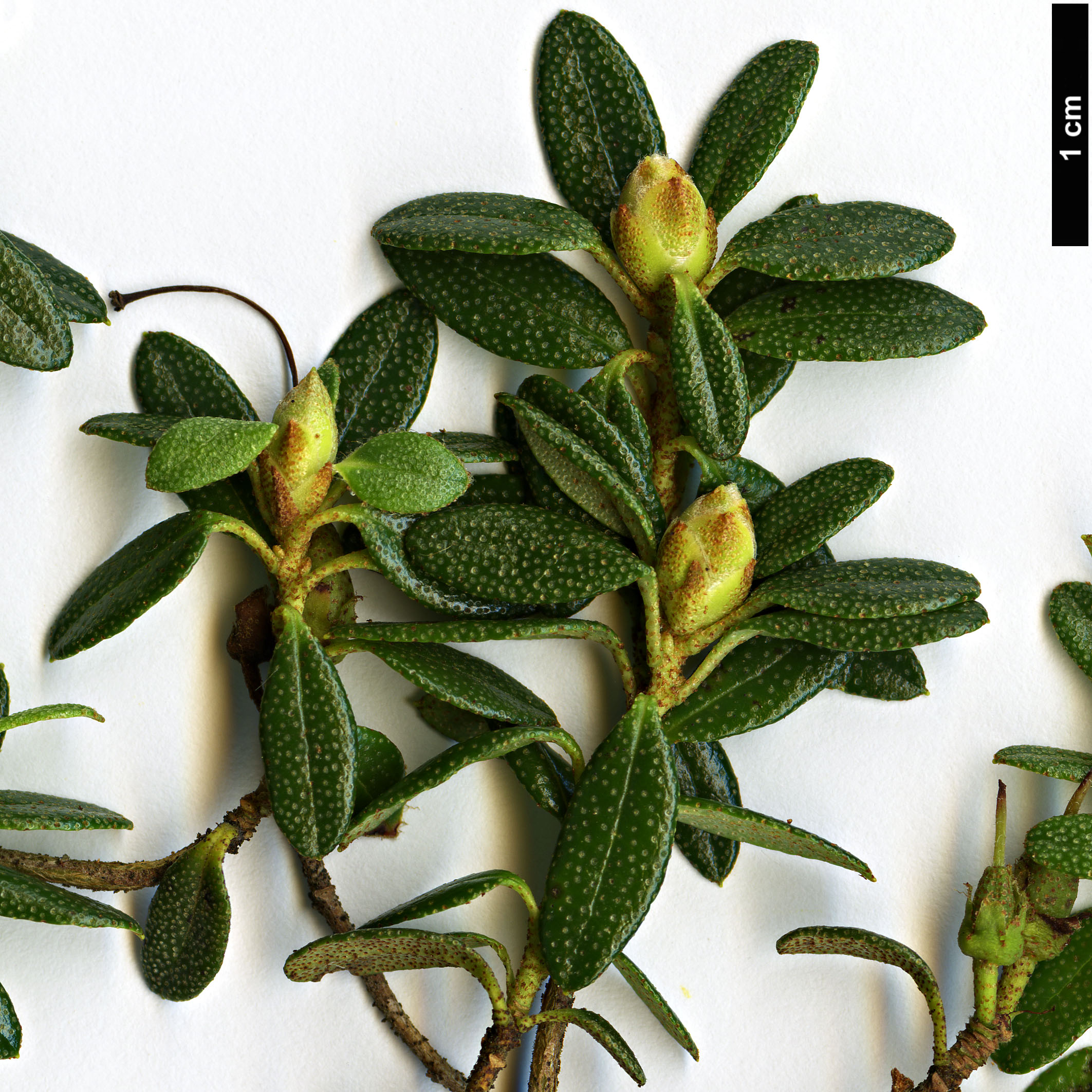 High resolution image: Family: Ericaceae - Genus: Rhododendron - Taxon: tapetiforme High resolution image: Family: Ericaceae - Genus: Rhododendron - Taxon: tapetiforme