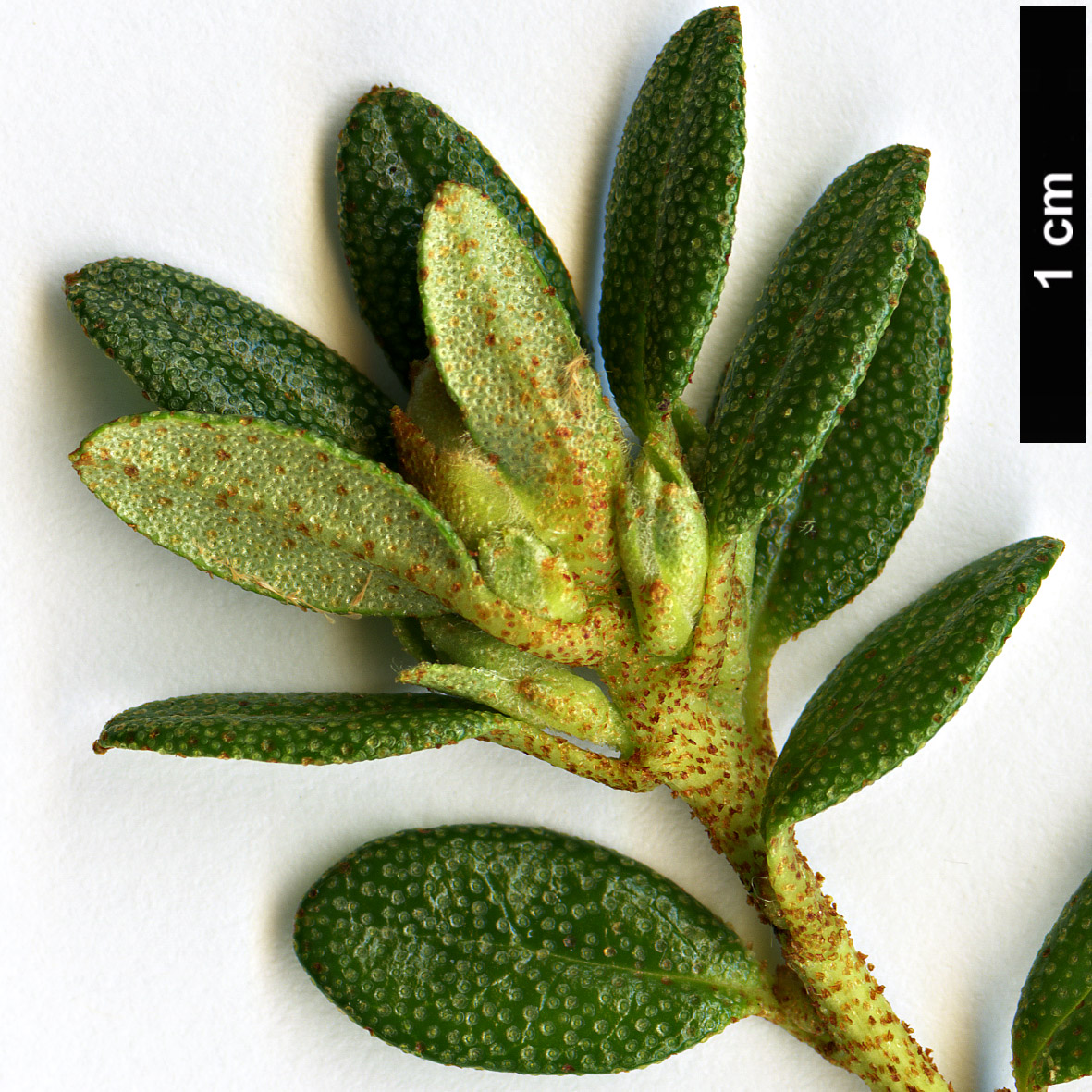 High resolution image: Family: Ericaceae - Genus: Rhododendron - Taxon: tapetiforme High resolution image: Family: Ericaceae - Genus: Rhododendron - Taxon: tapetiforme