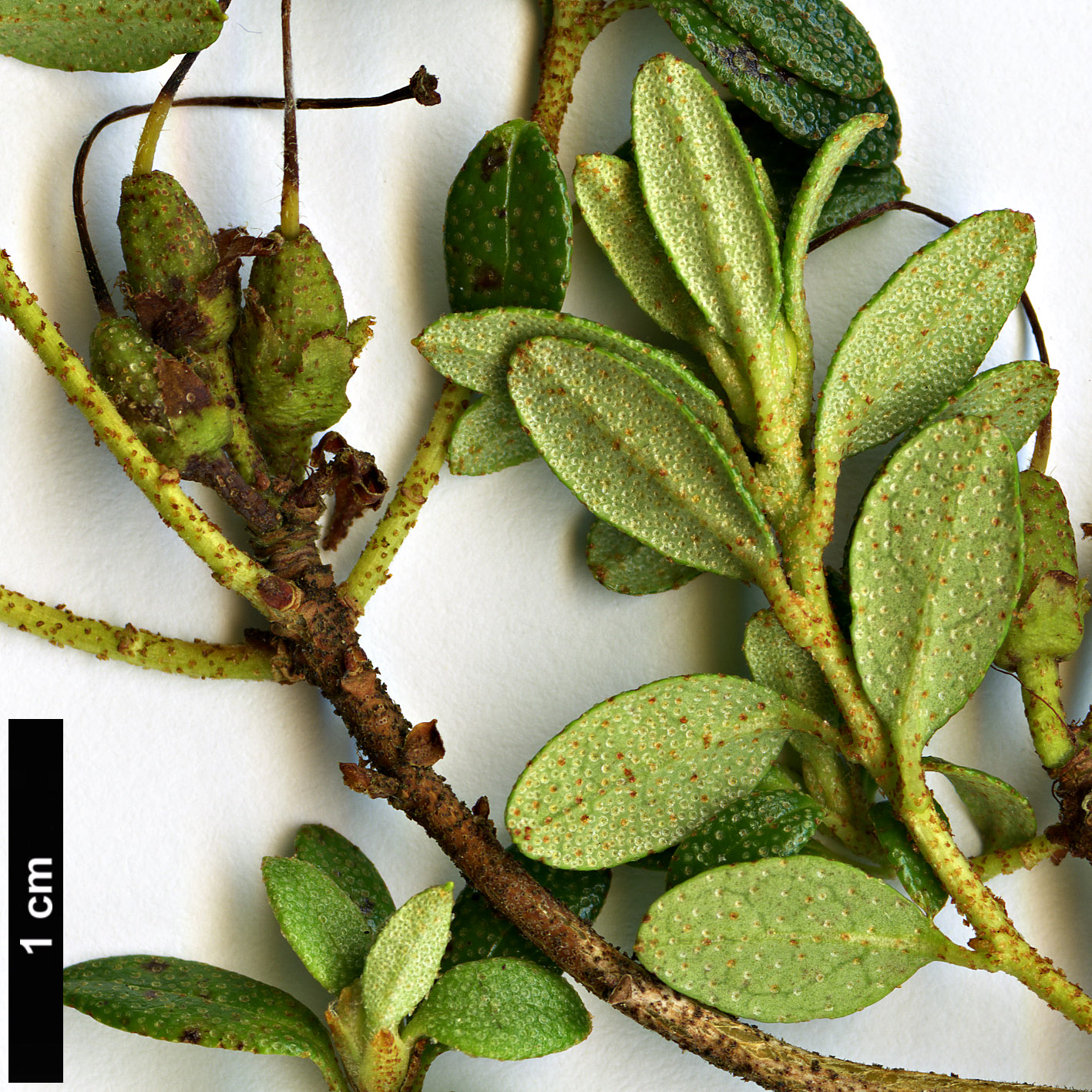High resolution image: Family: Ericaceae - Genus: Rhododendron - Taxon: tapetiforme High resolution image: Family: Ericaceae - Genus: Rhododendron - Taxon: tapetiforme