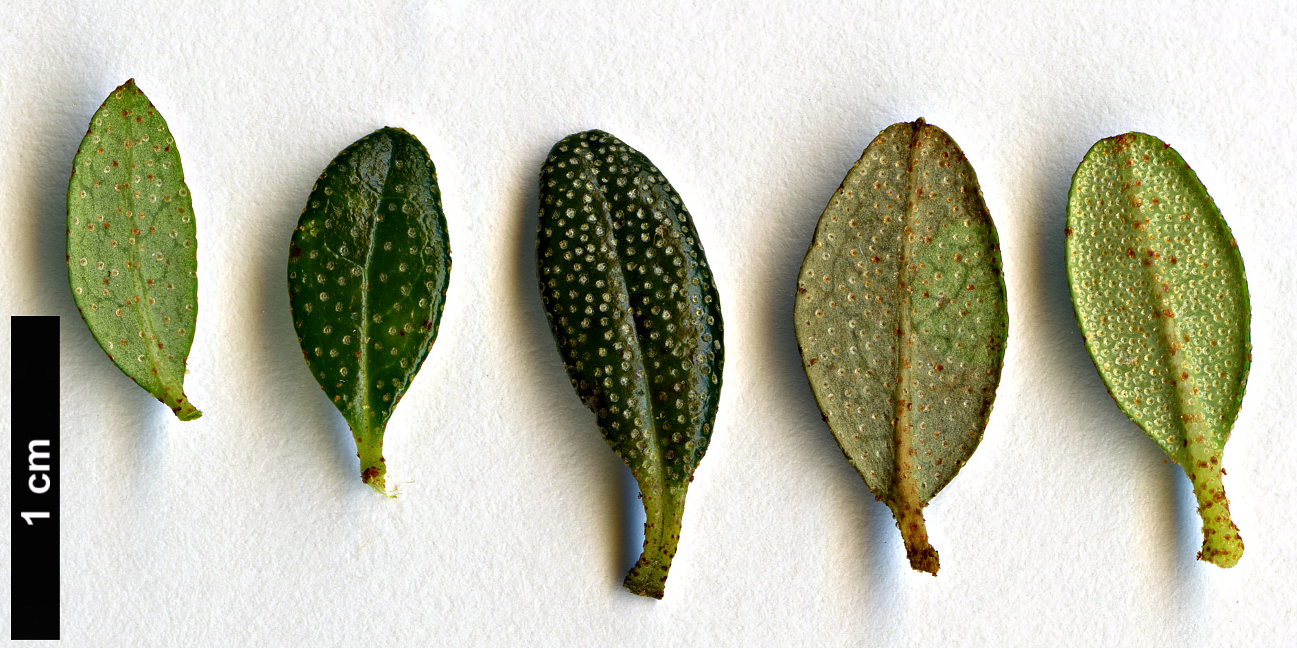 High resolution image: Family: Ericaceae - Genus: Rhododendron - Taxon: tapetiforme High resolution image: Family: Ericaceae - Genus: Rhododendron - Taxon: tapetiforme