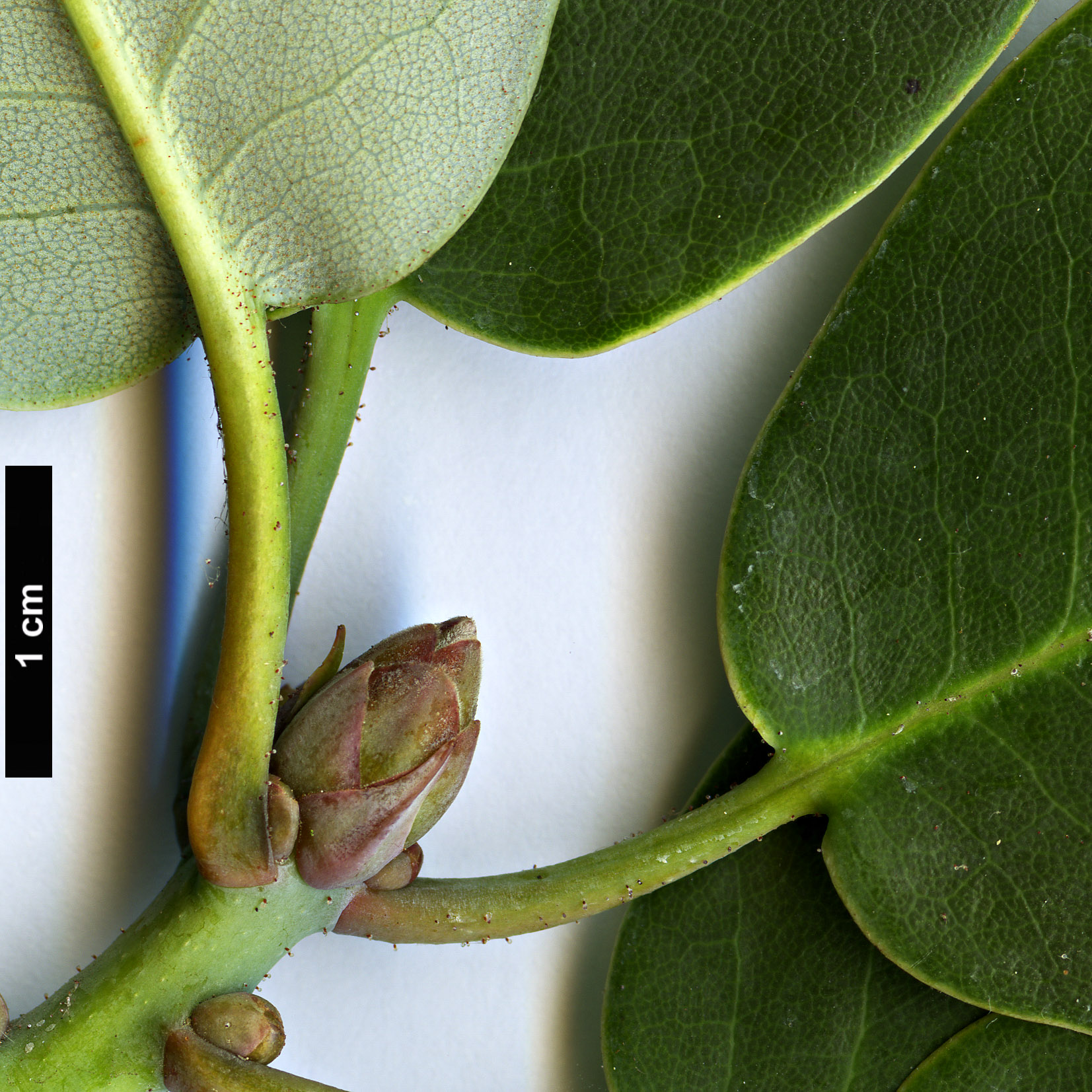 High resolution image: Family: Ericaceae - Genus: Rhododendron - Taxon: thomsonii