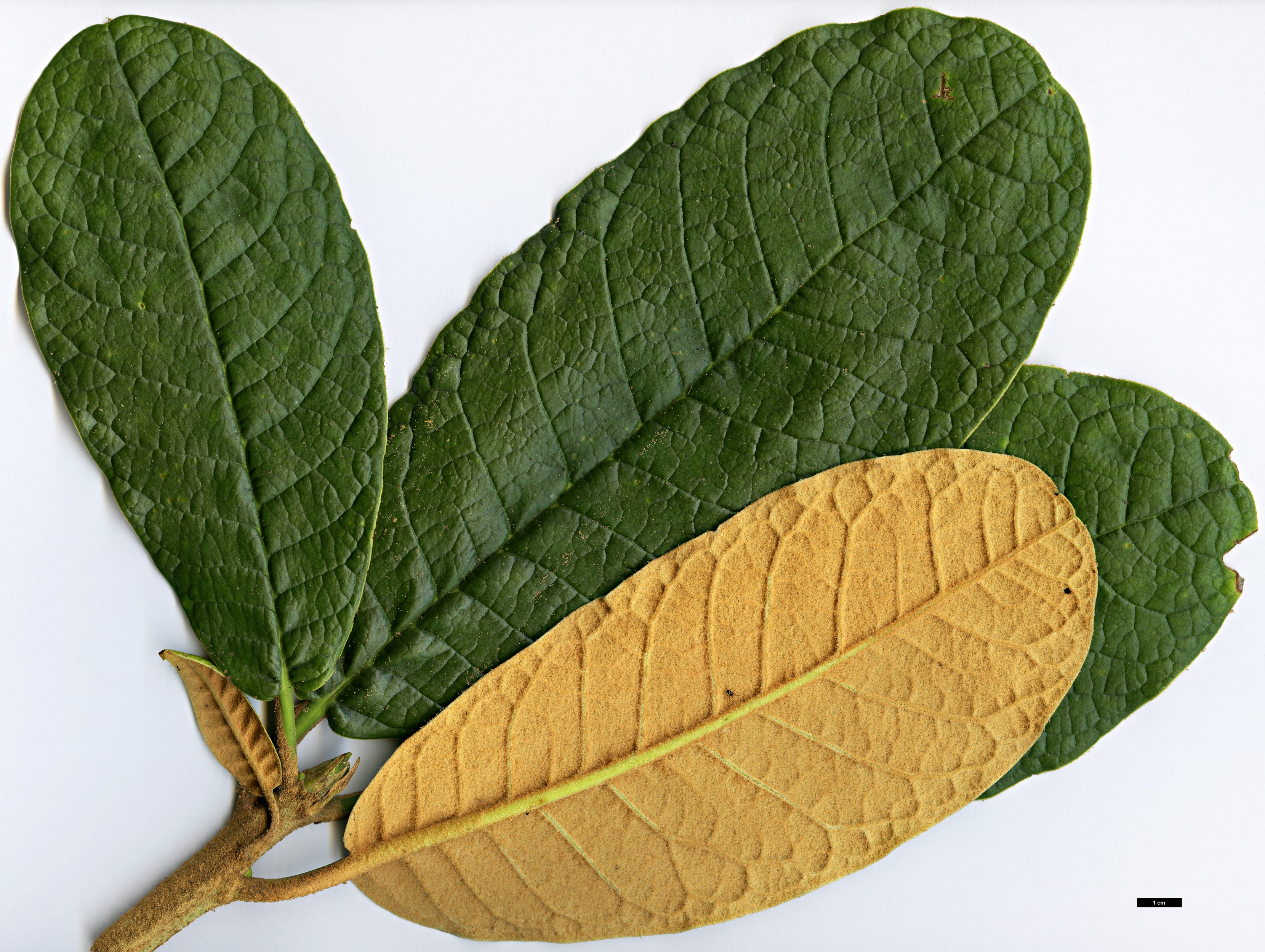 High resolution image: Family: Ericaceae - Genus: Rhododendron - Taxon: titapuriense