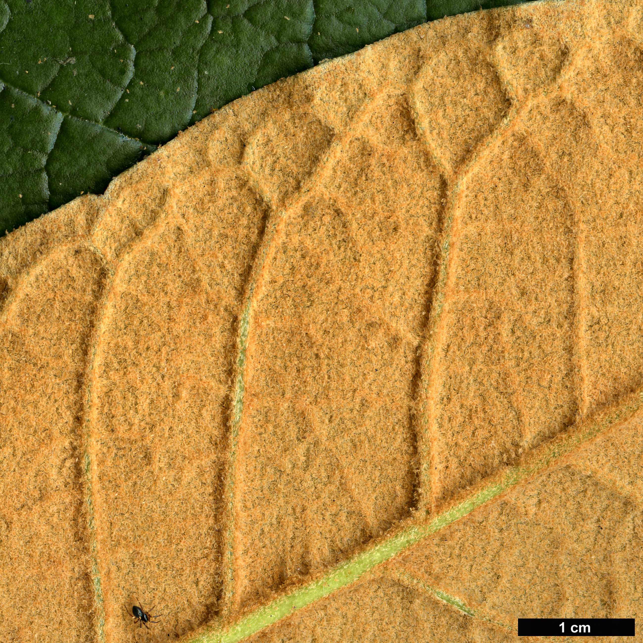 High resolution image: Family: Ericaceae - Genus: Rhododendron - Taxon: titapuriense