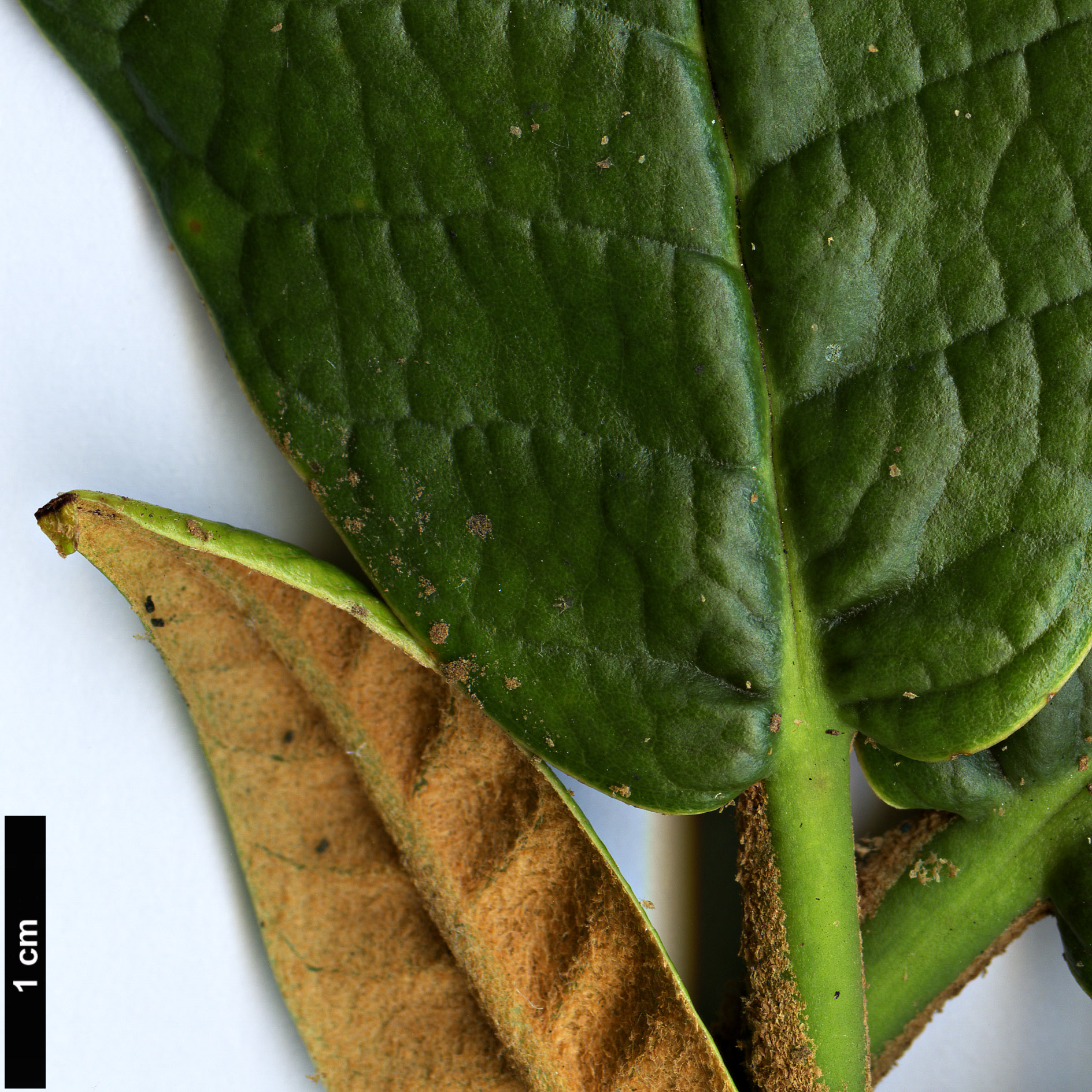 High resolution image: Family: Ericaceae - Genus: Rhododendron - Taxon: titapuriense
