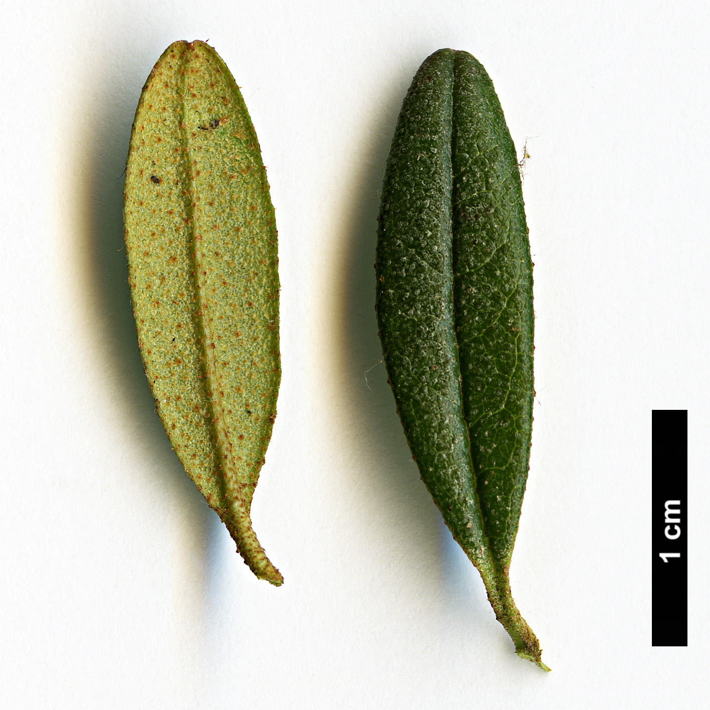 High resolution image: Family: Ericaceae - Genus: Rhododendron - Taxon: trichostomum High resolution image: Family: Ericaceae - Genus: Rhododendron - Taxon: trichostomum