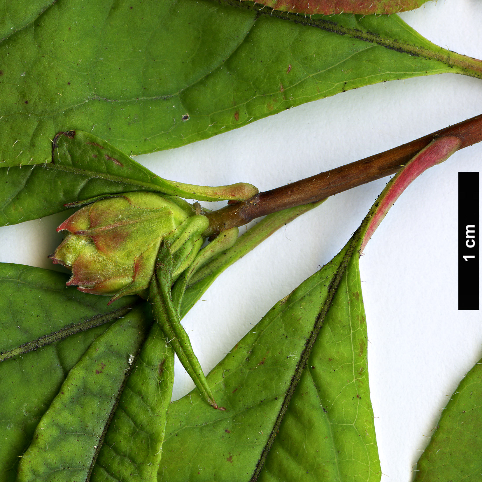 High resolution image: Family: Ericaceae - Genus: Rhododendron - Taxon: vaseyi High resolution image: Family: Ericaceae - Genus: Rhododendron - Taxon: vaseyi