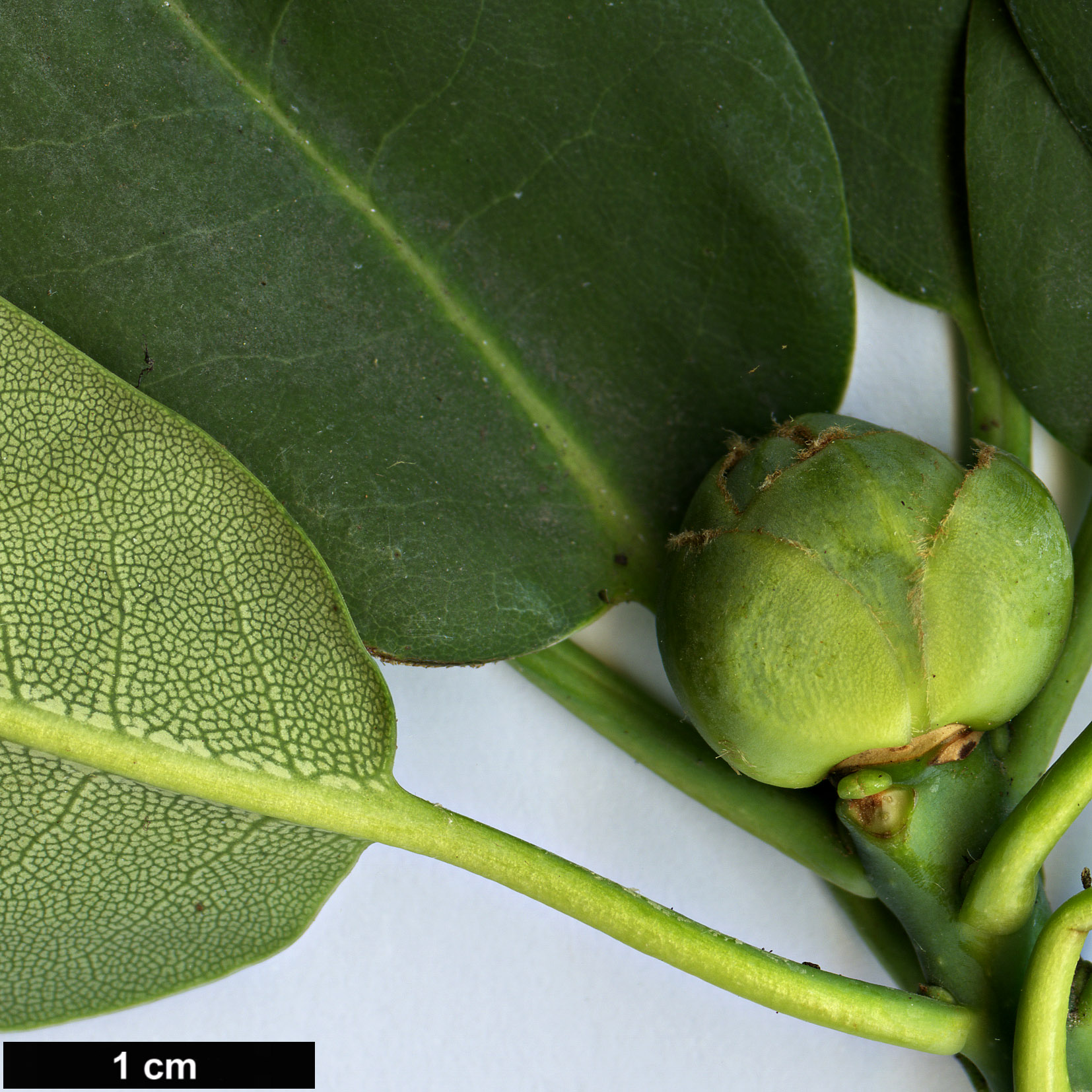 High resolution image: Family: Ericaceae - Genus: Rhododendron - Taxon: vernicosum