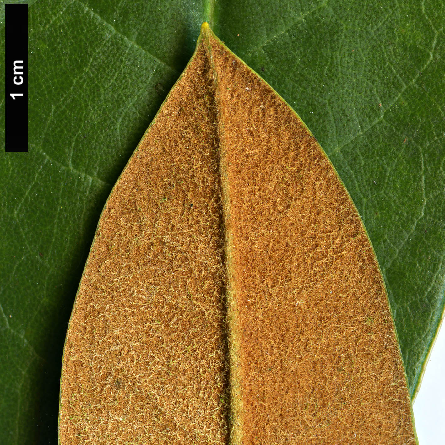 High resolution image: Family: Ericaceae - Genus: Rhododendron - Taxon: wasonii High resolution image: Family: Ericaceae - Genus: Rhododendron - Taxon: wasonii