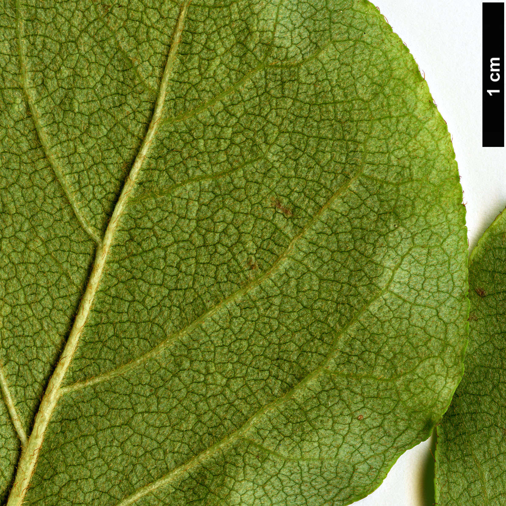 High resolution image: Family: Ericaceae - Genus: Rhododendron - Taxon: weyrichii High resolution image: Family: Ericaceae - Genus: Rhododendron - Taxon: weyrichii