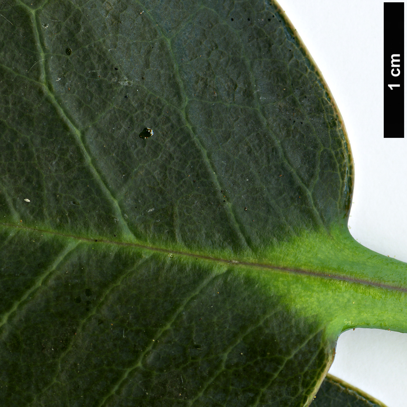 High resolution image: Family: Ericaceae - Genus: Rhododendron - Taxon: yuefengense High resolution image: Family: Ericaceae - Genus: Rhododendron - Taxon: yuefengense