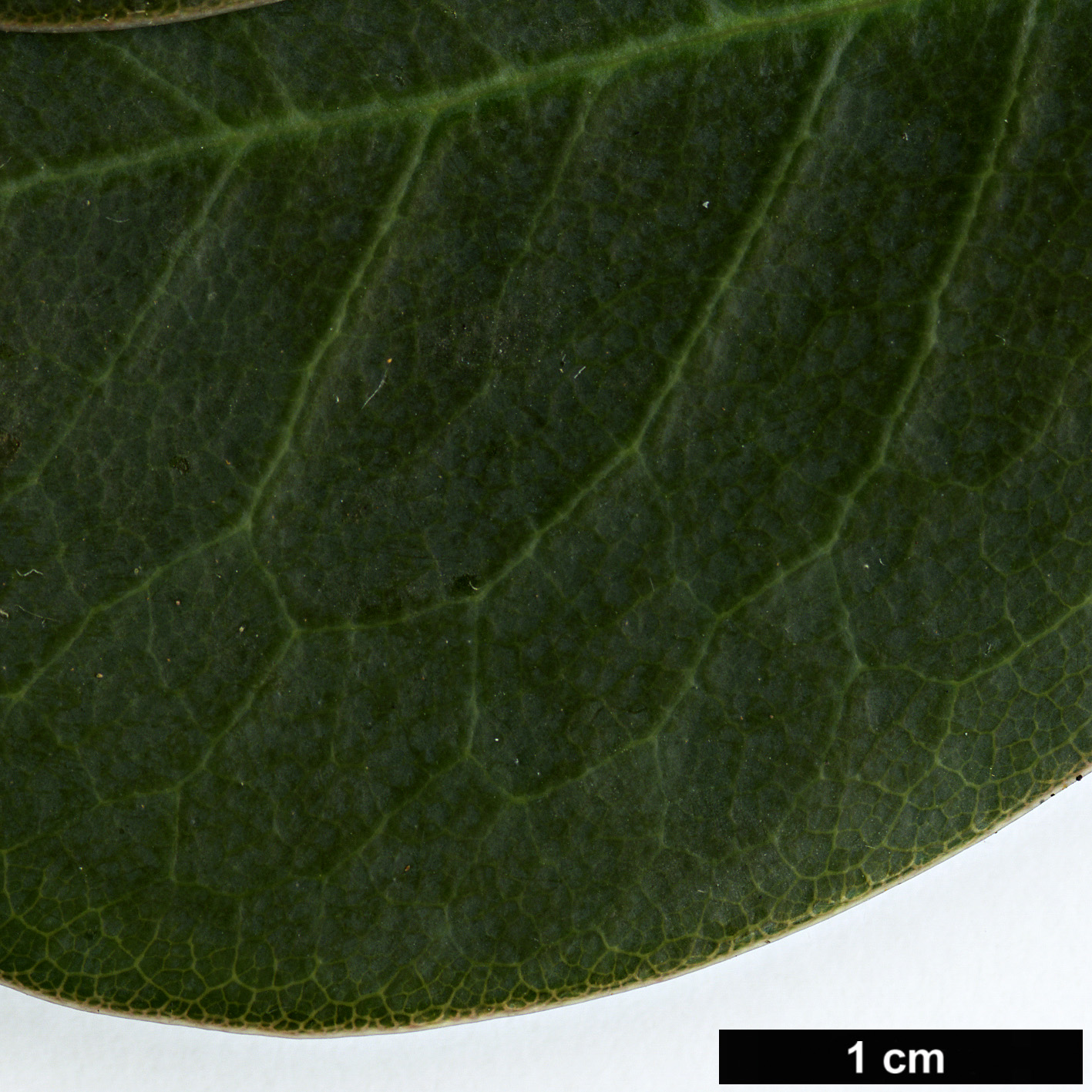 High resolution image: Family: Ericaceae - Genus: Rhododendron - Taxon: yuefengense High resolution image: Family: Ericaceae - Genus: Rhododendron - Taxon: yuefengense