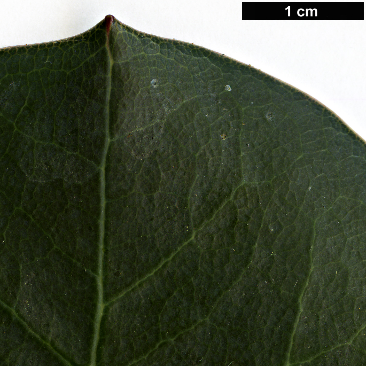 High resolution image: Family: Ericaceae - Genus: Rhododendron - Taxon: yuefengense High resolution image: Family: Ericaceae - Genus: Rhododendron - Taxon: yuefengense