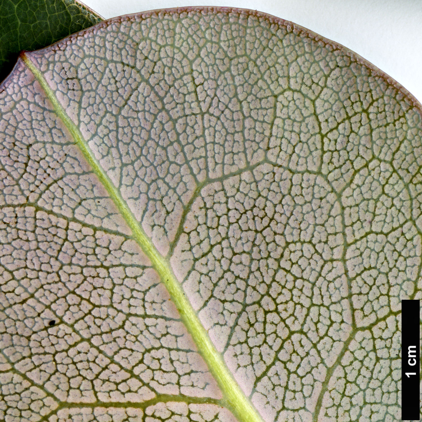 High resolution image: Family: Ericaceae - Genus: Rhododendron - Taxon: yuefengense High resolution image: Family: Ericaceae - Genus: Rhododendron - Taxon: yuefengense