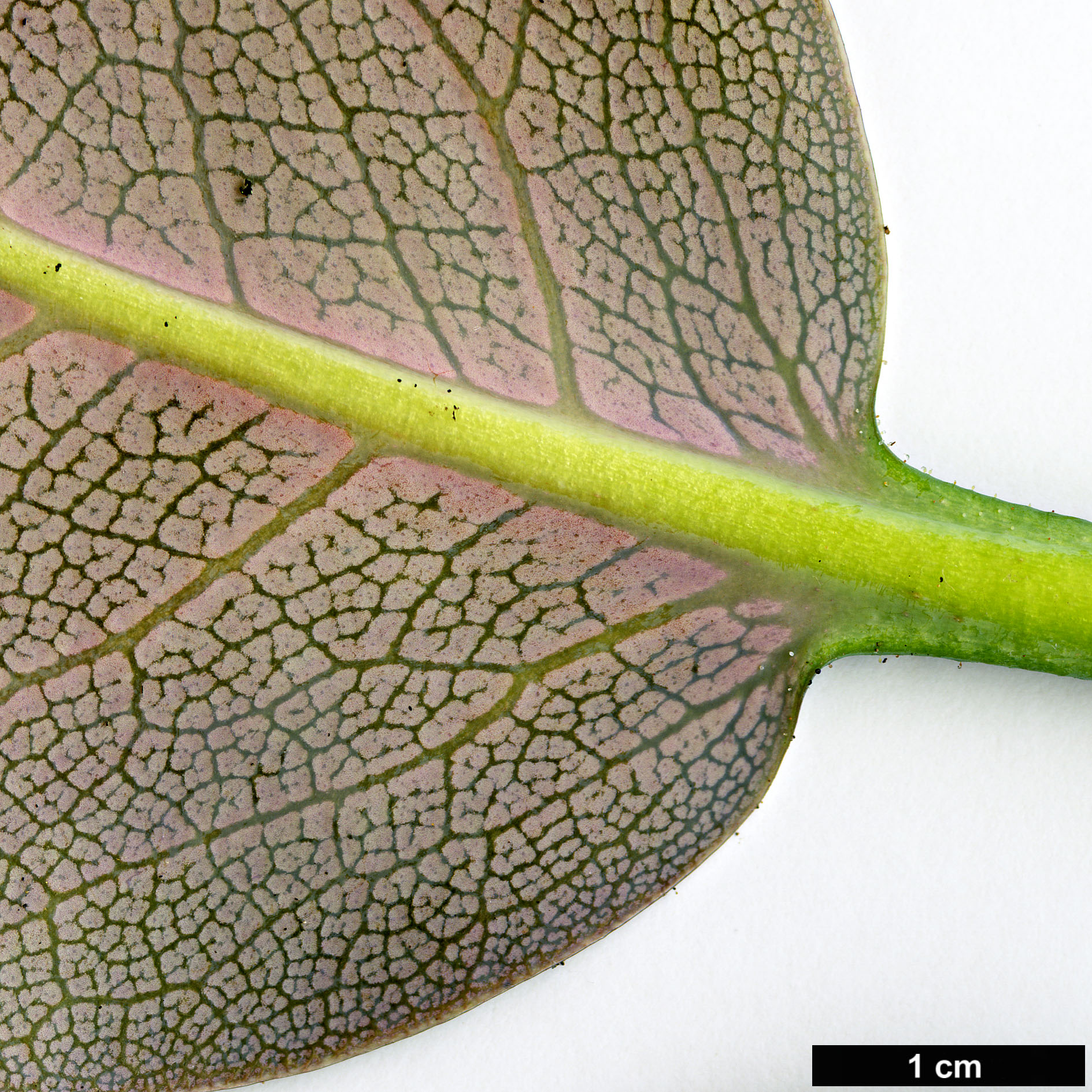 High resolution image: Family: Ericaceae - Genus: Rhododendron - Taxon: yuefengense High resolution image: Family: Ericaceae - Genus: Rhododendron - Taxon: yuefengense