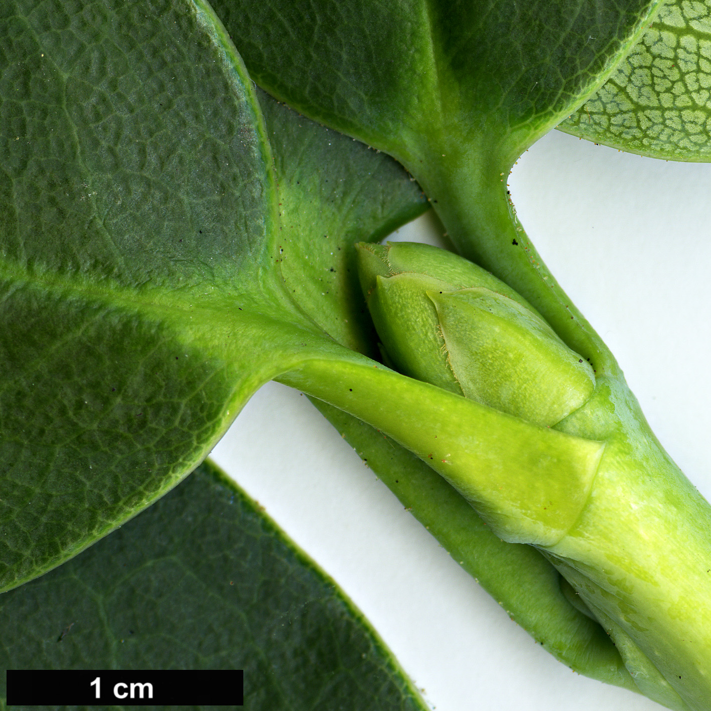 High resolution image: Family: Ericaceae - Genus: Rhododendron - Taxon: yuefengense High resolution image: Family: Ericaceae - Genus: Rhododendron - Taxon: yuefengense