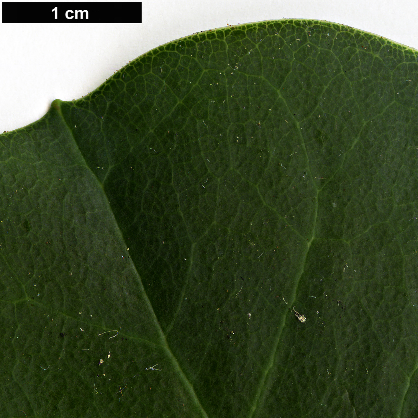 High resolution image: Family: Ericaceae - Genus: Rhododendron - Taxon: yuefengense High resolution image: Family: Ericaceae - Genus: Rhododendron - Taxon: yuefengense
