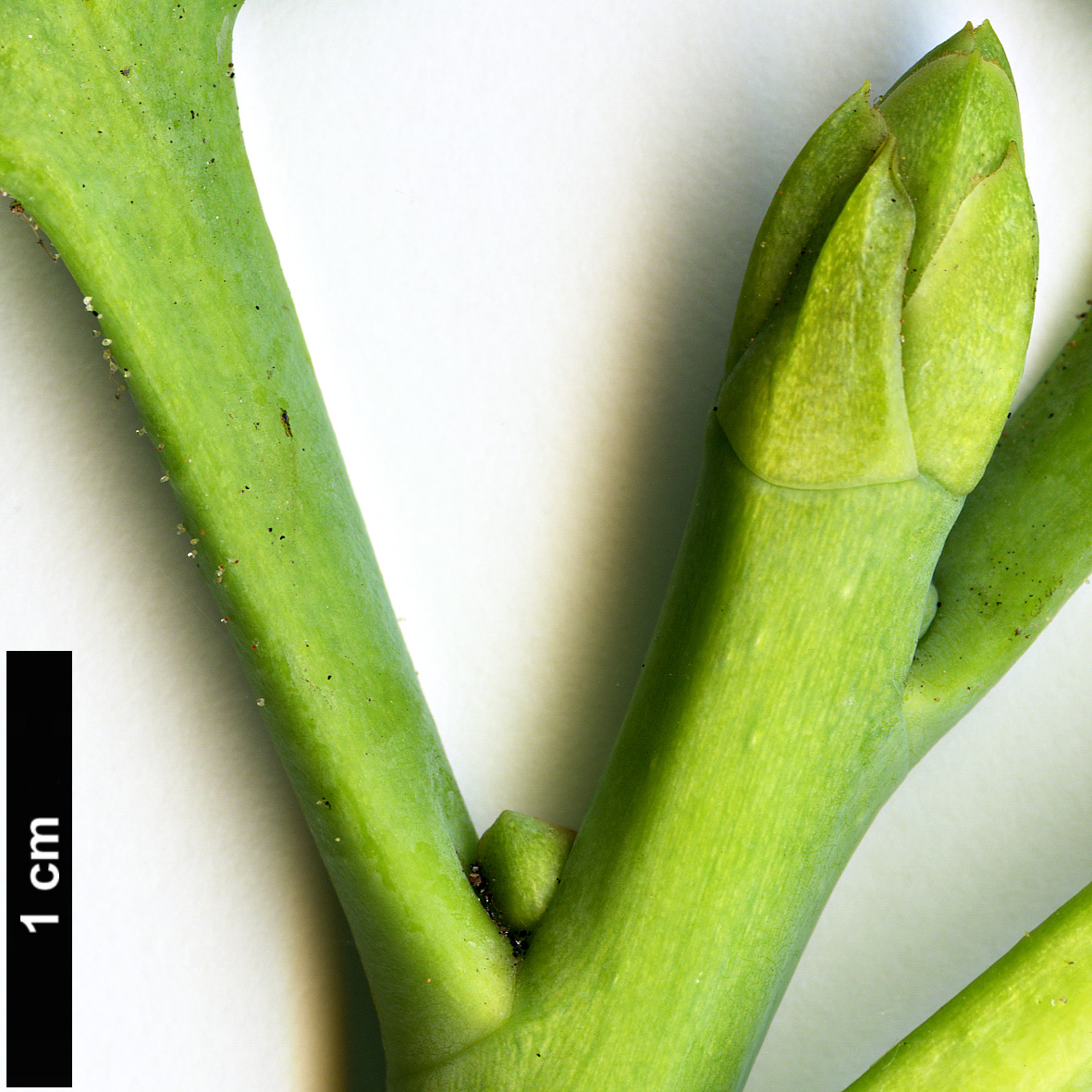 High resolution image: Family: Ericaceae - Genus: Rhododendron - Taxon: yuefengense High resolution image: Family: Ericaceae - Genus: Rhododendron - Taxon: yuefengense