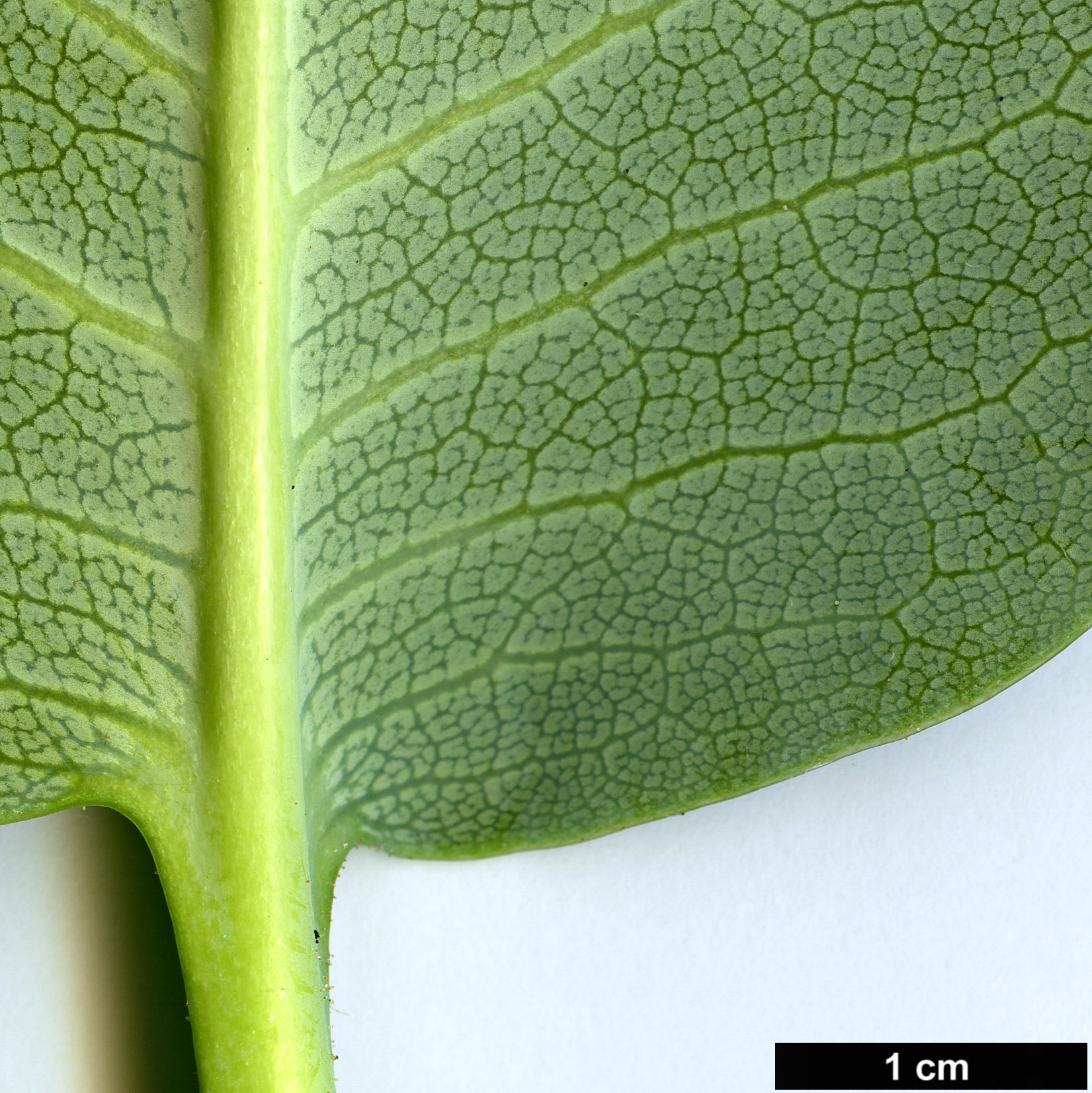 High resolution image: Family: Ericaceae - Genus: Rhododendron - Taxon: yuefengense High resolution image: Family: Ericaceae - Genus: Rhododendron - Taxon: yuefengense