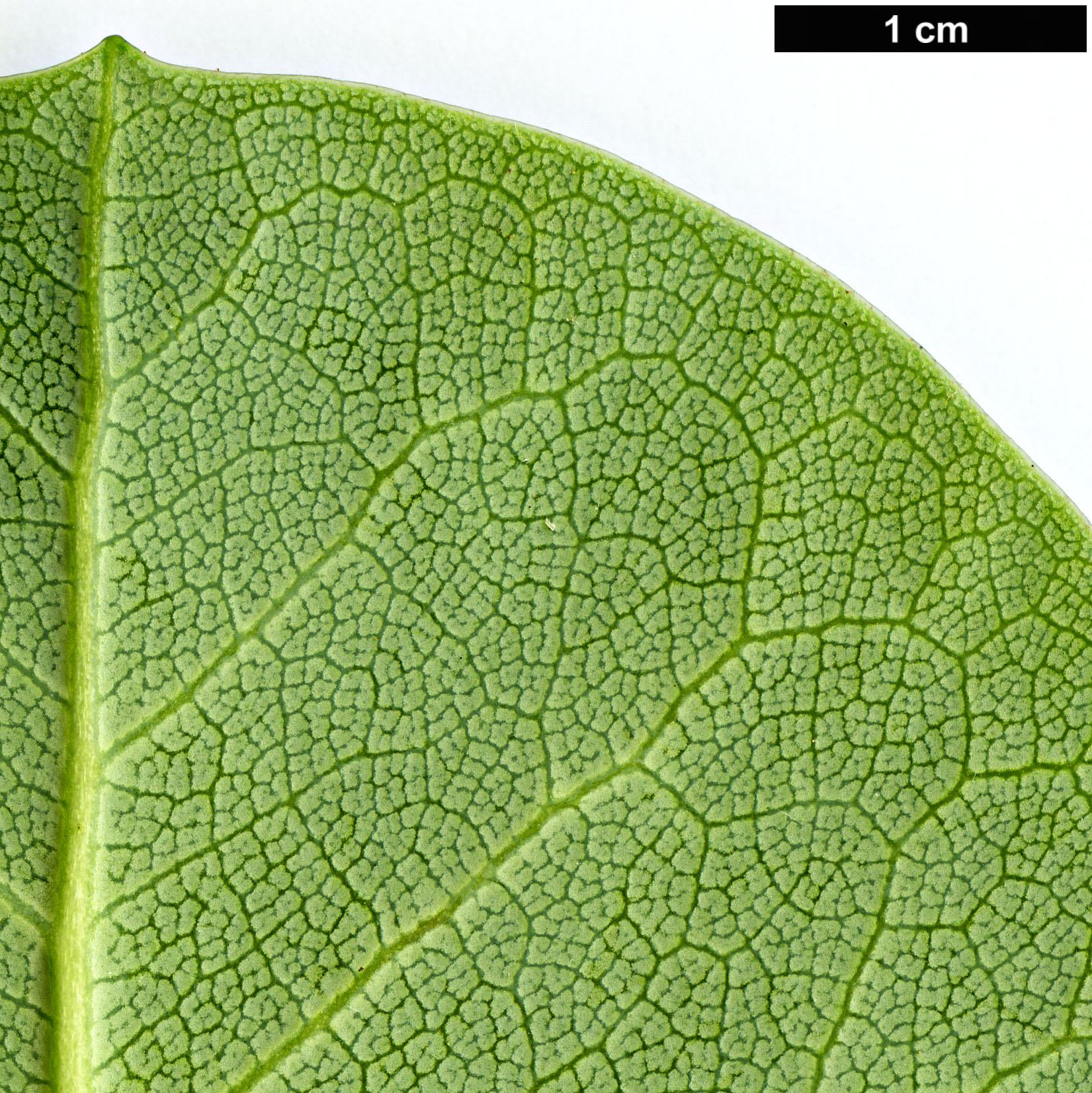 High resolution image: Family: Ericaceae - Genus: Rhododendron - Taxon: yuefengense High resolution image: Family: Ericaceae - Genus: Rhododendron - Taxon: yuefengense