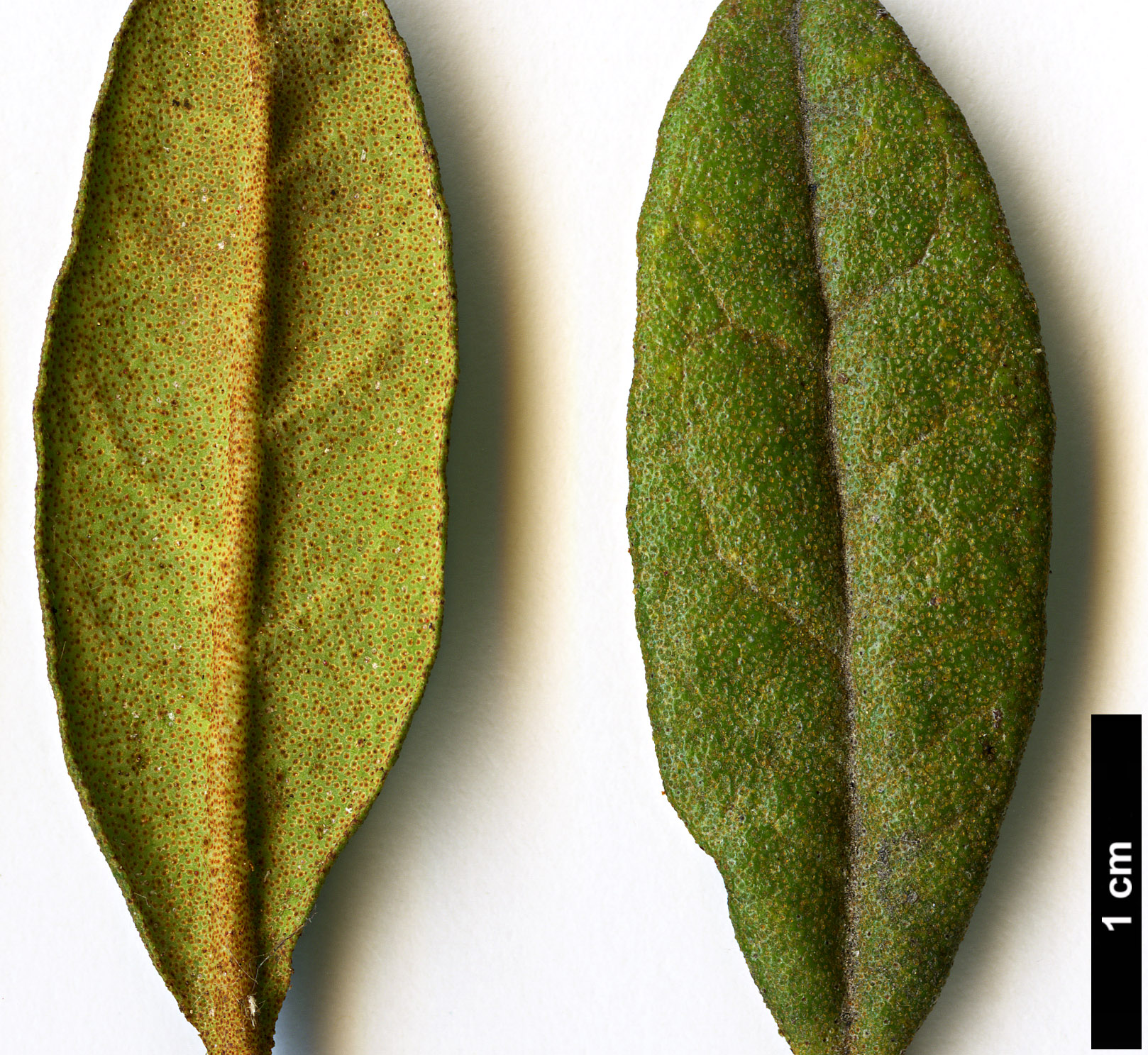 High resolution image: Family: Ericaceae - Genus: Rhododendron - Taxon: yungningense