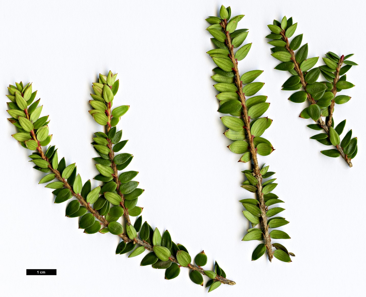 High resolution image: Family: Ericaceae - Genus: Trochocarpa - Taxon: cunninghammi High resolution image: Family: Ericaceae - Genus: Trochocarpa - Taxon: cunninghammi