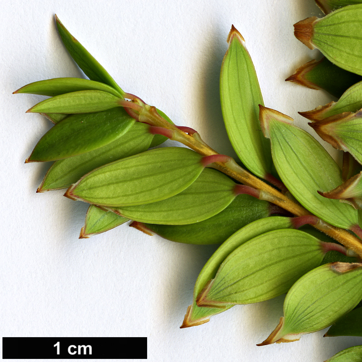 High resolution image: Family: Ericaceae - Genus: Trochocarpa - Taxon: disticha High resolution image: Family: Ericaceae - Genus: Trochocarpa - Taxon: disticha